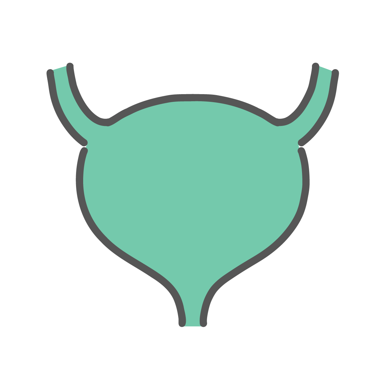 人体の膀胱（ぼうこう）の単体イラスト。泌尿器の解説や膀胱炎、過活動膀胱などの病態説明に使える無料素材。