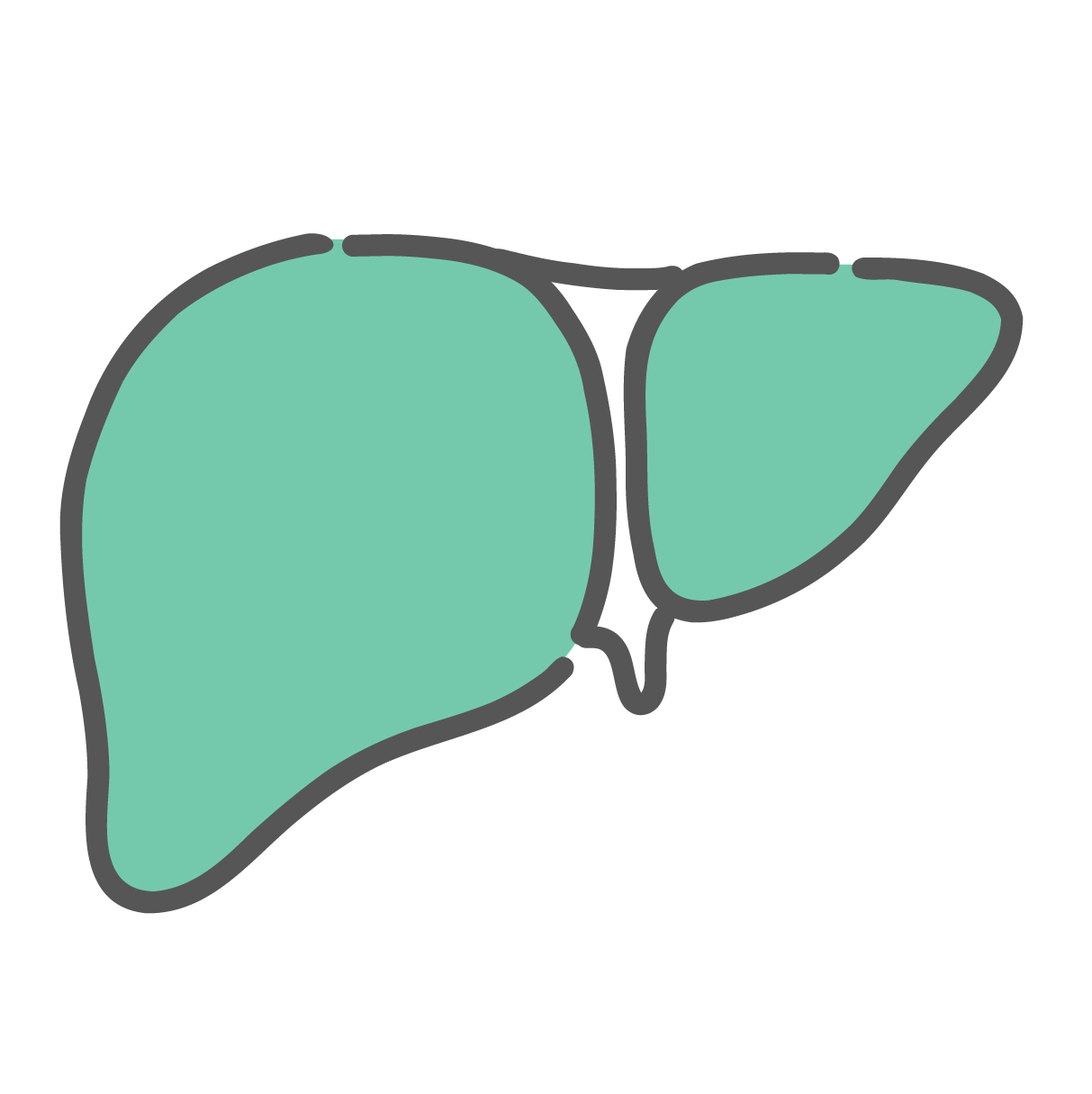 人体の肝臓（かんぞう）の単体イラスト。代謝、解毒、脂肪肝、肝炎、飲酒などの病態説明に使える無料素材。