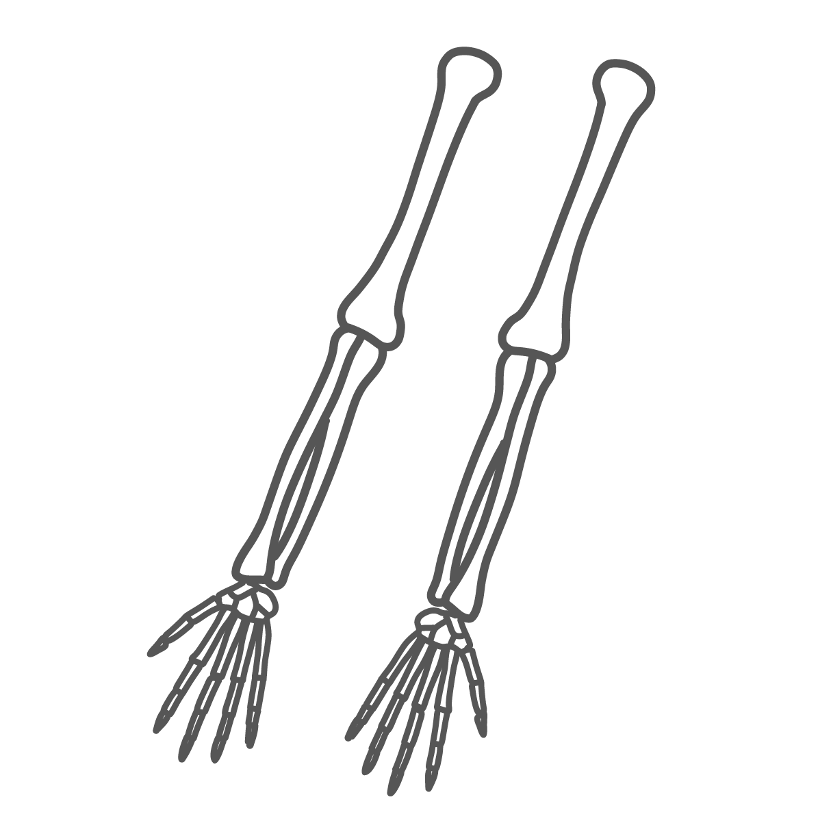 腕から指先までの構造が描かれたシンプルな腕と手の骨格の線画イラスト
