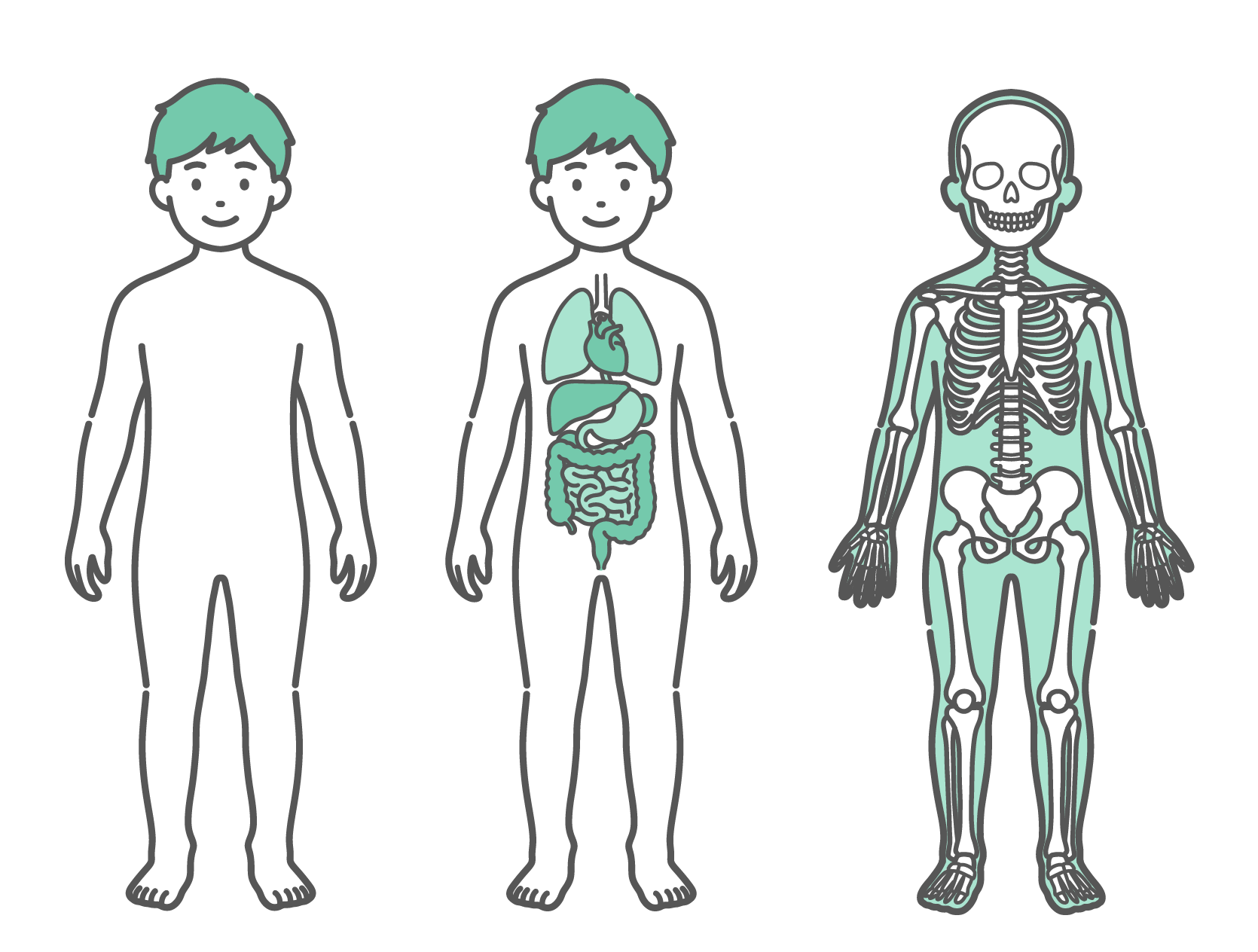 表面のシルエット、内臓、骨格の3種類が並んだ男の子（子供）の人体図・全身モデルのイラストセット（正面）