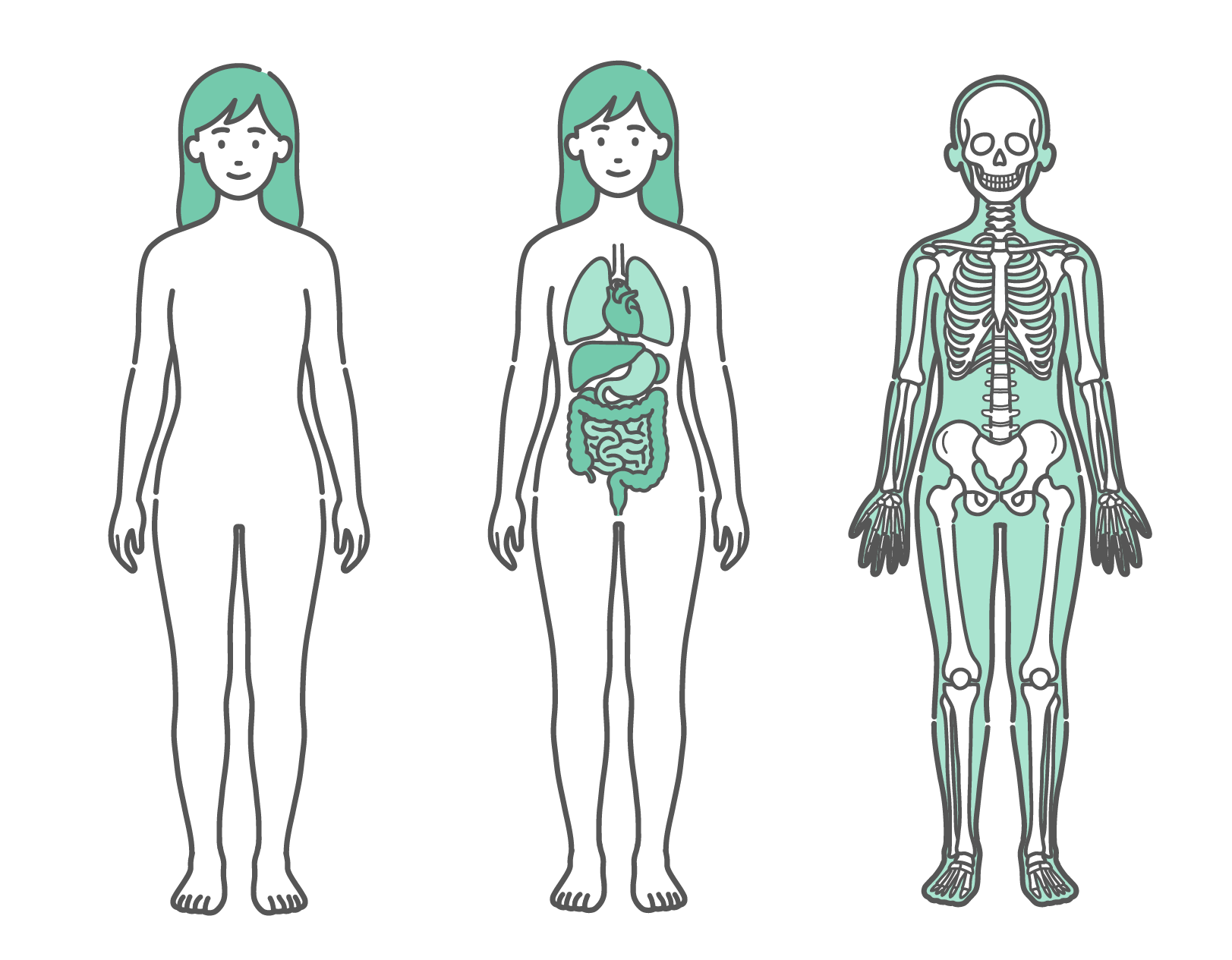 表面のシルエット、内臓、骨格の3種類が並んだ女性の人体図・全身モデルのイラストセット（正面）