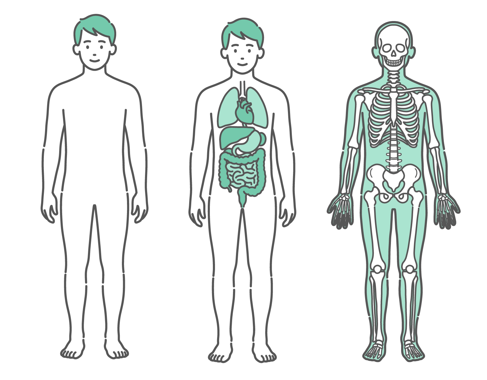 表面のシルエット、内臓、骨格の3種類が並んだ男性の人体図・全身モデルのイラストセット（正面）