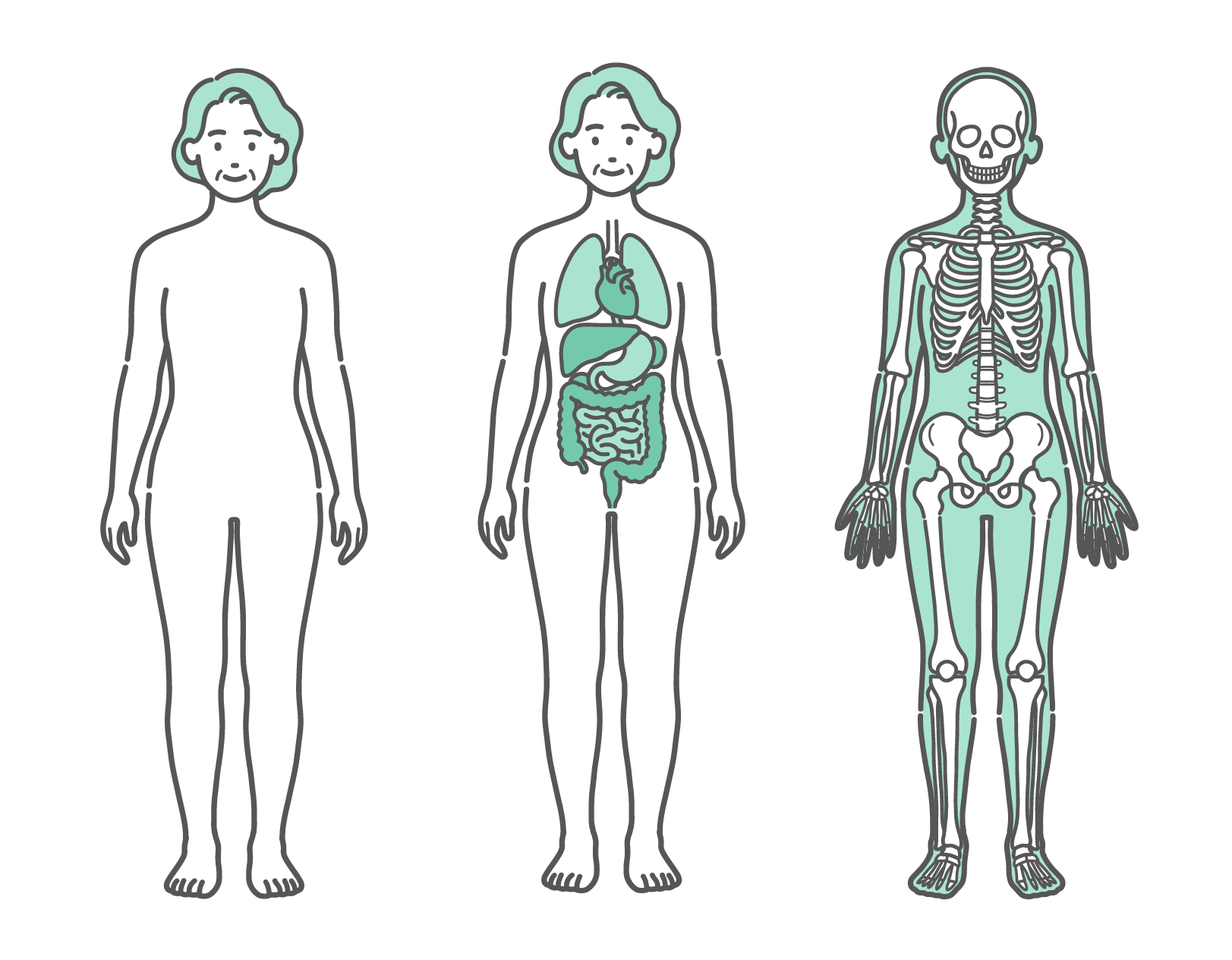 表面のシルエット、内臓、骨格の3種類が並んだシニア女性の人体図・全身モデルのイラストセット（正面）