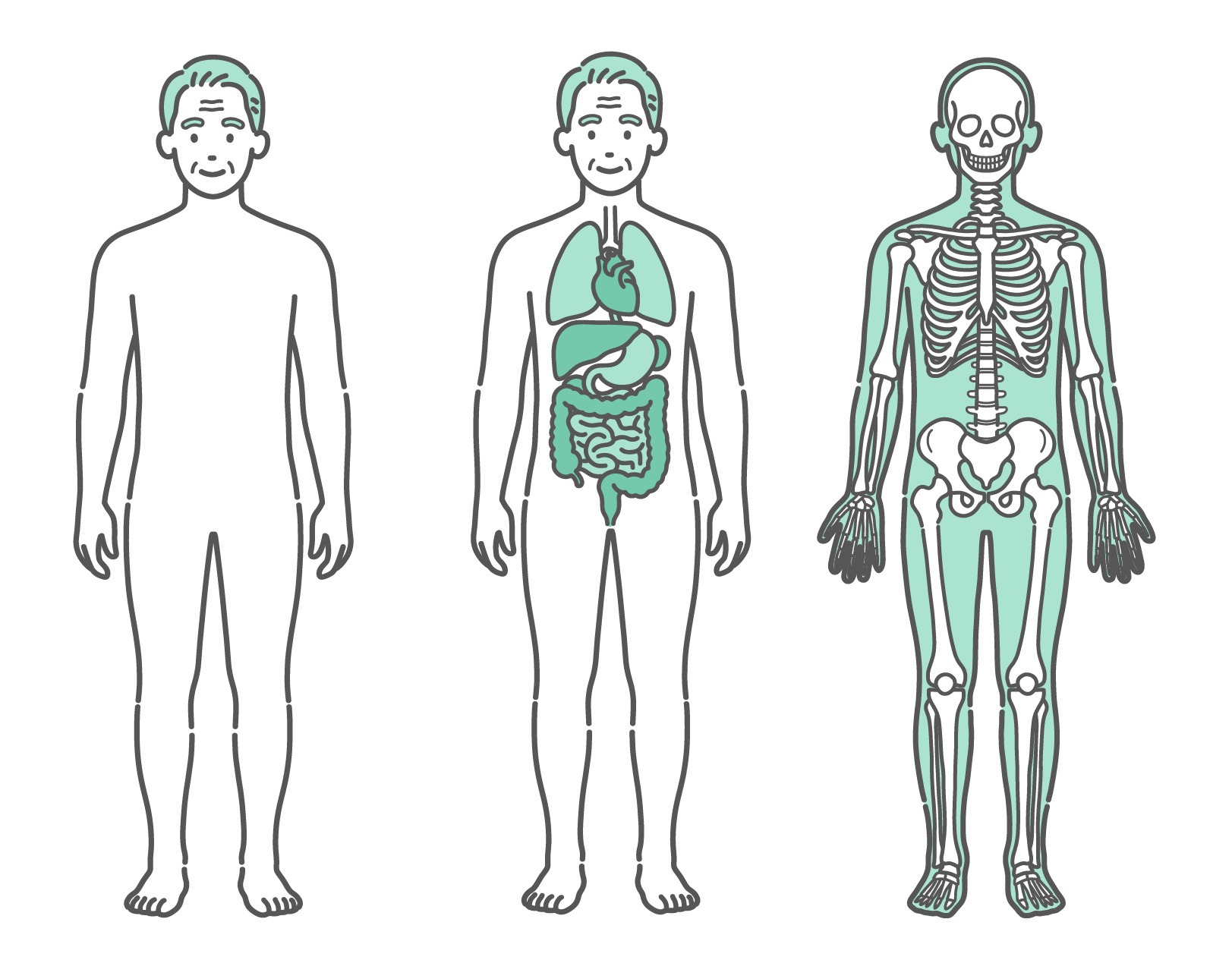 表面のシルエット、内臓、骨格の3種類が並んだシニア男性の人体図・全身モデルのイラストセット（正面）