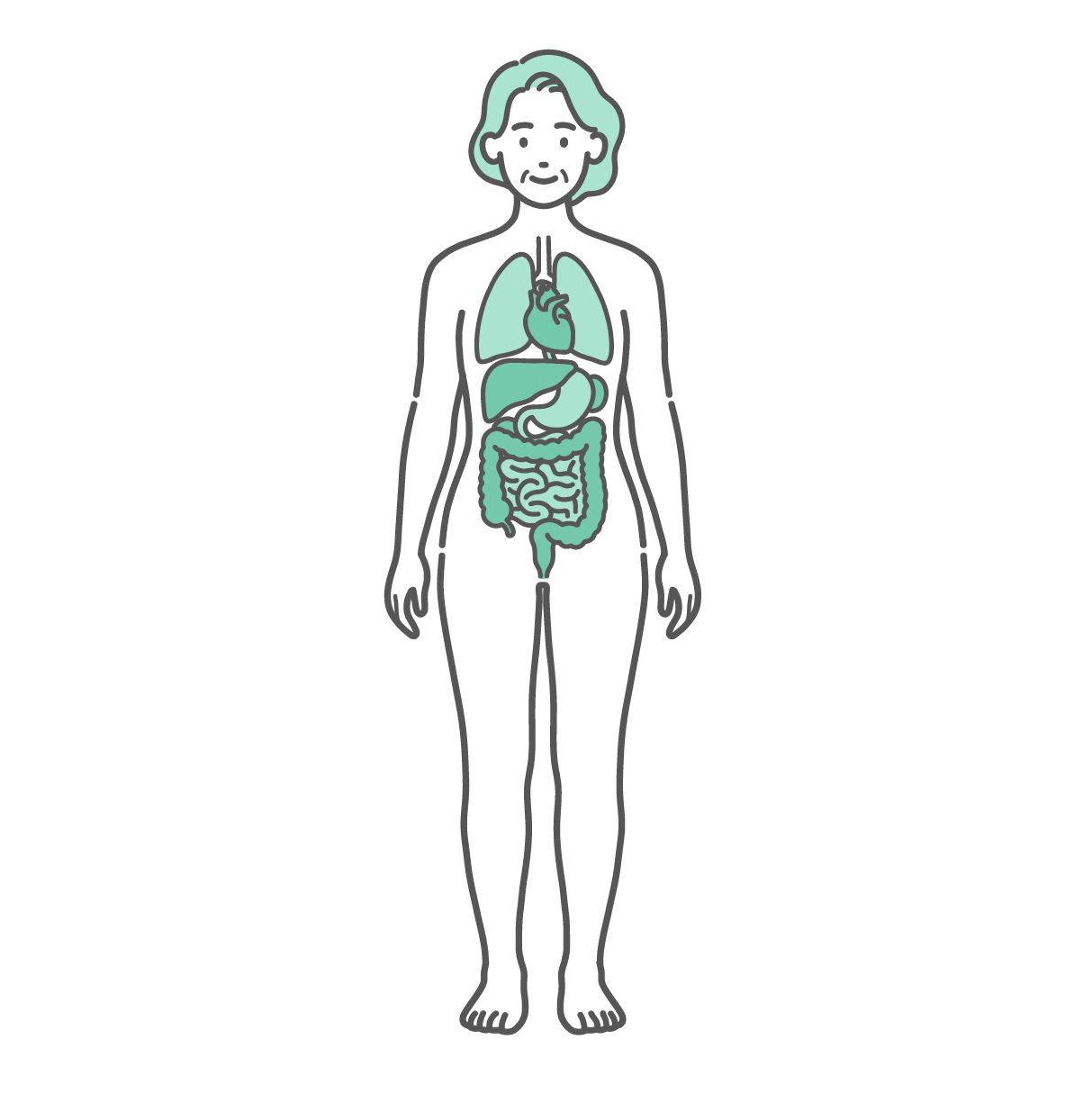 肺や心臓、胃腸などの主要な内臓が描かれた、シニア女性の人体図・全身モデルのイラスト（正面）