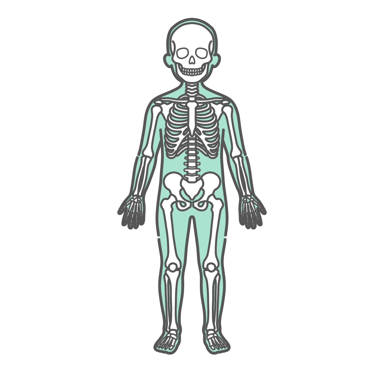 全身の骨格が透けて描かれた子供の人体図・全身モデルのイラスト（正面）