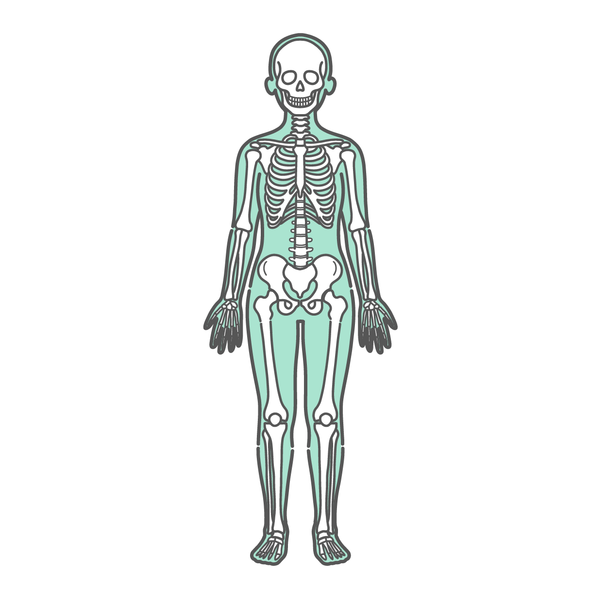 全身の骨格が透けて描かれた女性の人体図・全身モデルのイラスト（正面）