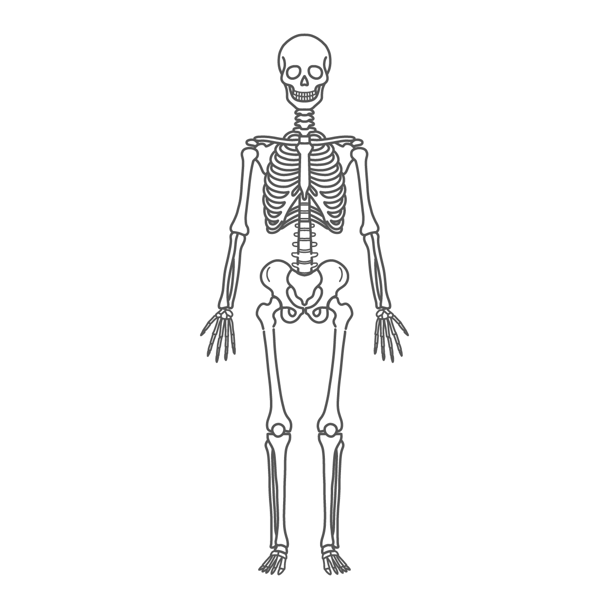 全身の骨格が描かれたシンプルな人体図モデルの線画イラスト（正面）