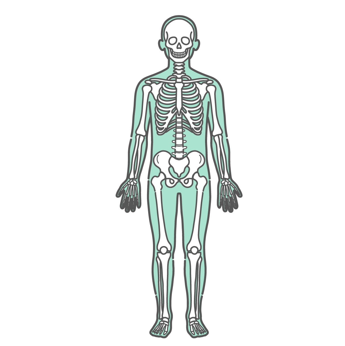 全身の骨格が描かれた、人体図・全身モデルのイラスト（正面）
