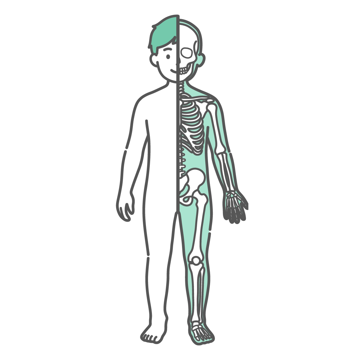 半分が表面のシルエット、もう半分が骨格で描かれた男の子（子供）の人体図・全身モデルのイラスト（正面）