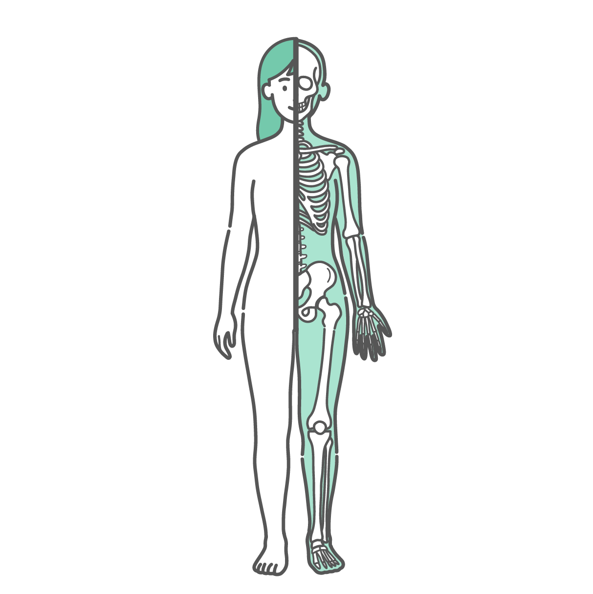 半分が表面のシルエット、もう半分が骨格で描かれた女性の人体図・全身モデルのイラスト（正面）