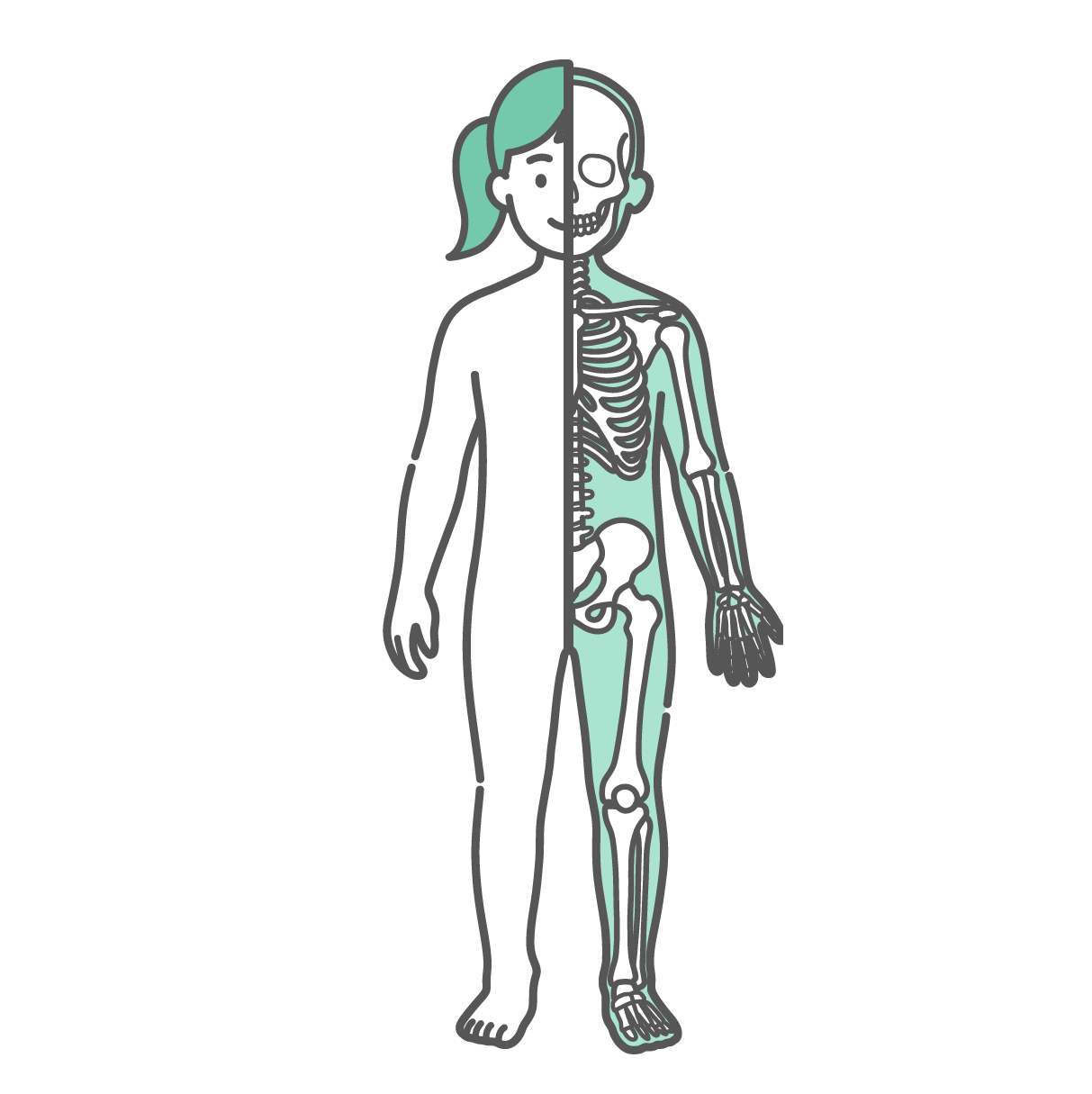 半分が表面のシルエット、もう半分が骨格で描かれた女の子（子供）の人体図・全身モデルのイラスト（正面）