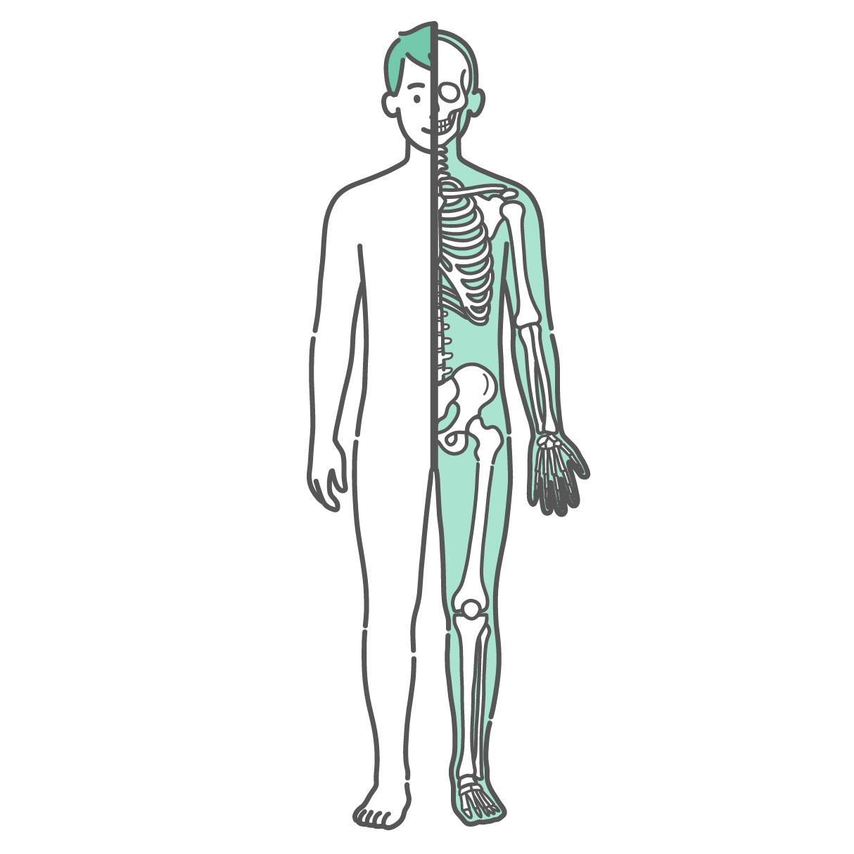 半分が表面のシルエット、もう半分が骨格で描かれた男性の人体図・全身モデルのイラスト（正面）