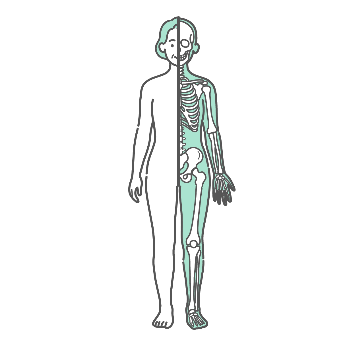半分が表面のシルエット、もう半分が骨格で描かれたシニア女性の人体図・全身モデルのイラスト（正面）