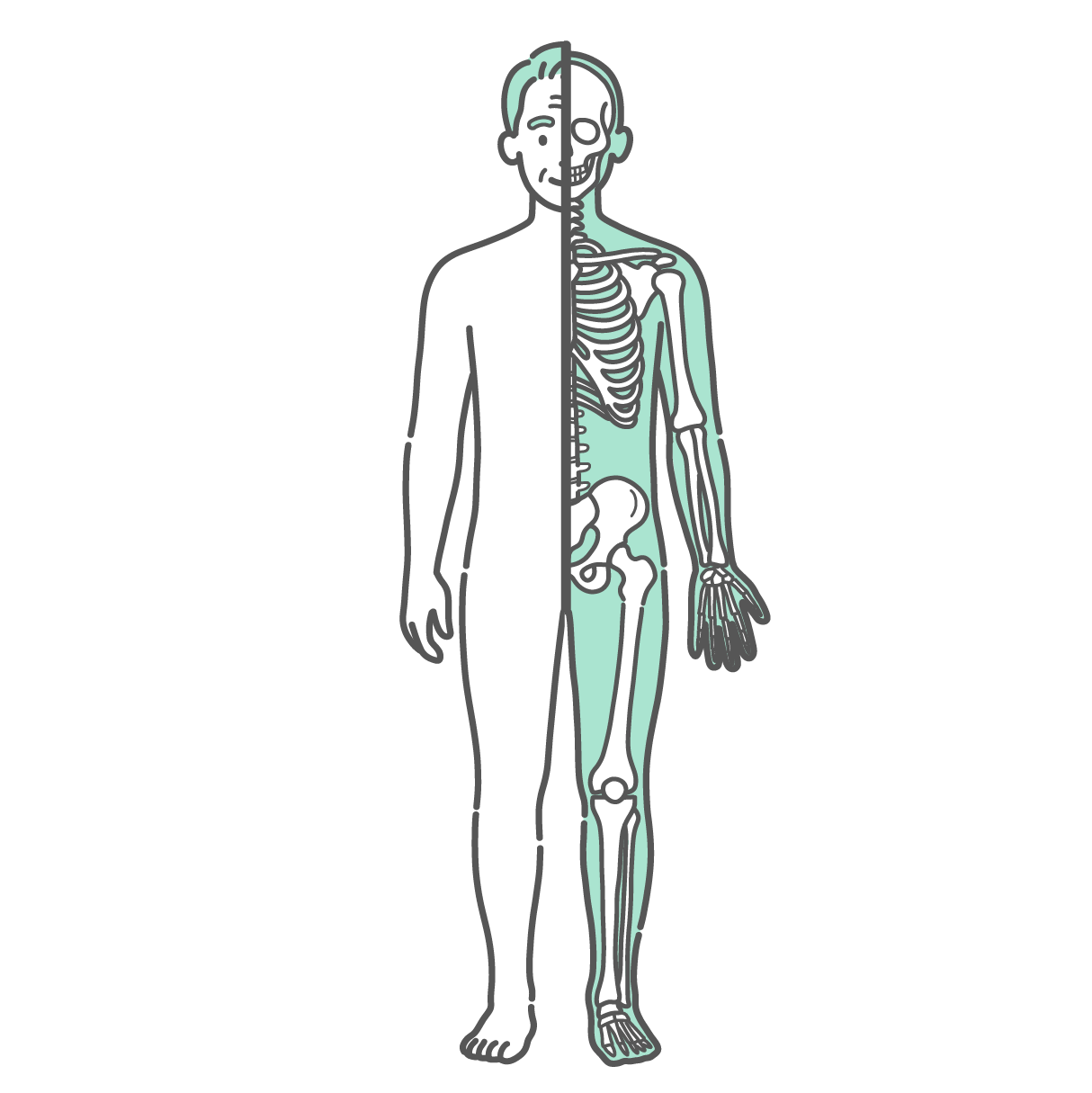 半分が表面のシルエット、もう半分が骨格で描かれたシニア男性の人体図・全身モデルのイラスト（正面）