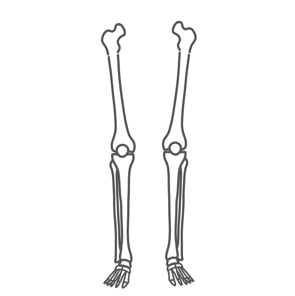太ももから足先までの構造が描かれたシンプルな脚と足の骨格の線画イラスト