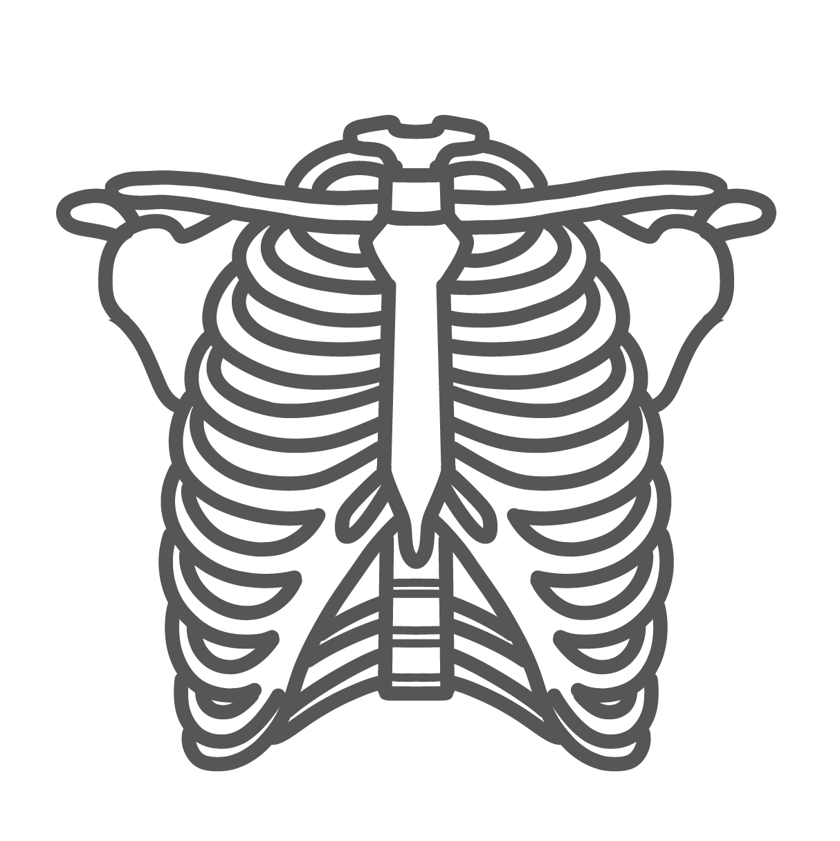 正面から見たシンプルな肋骨・胸郭の骨格線画イラスト