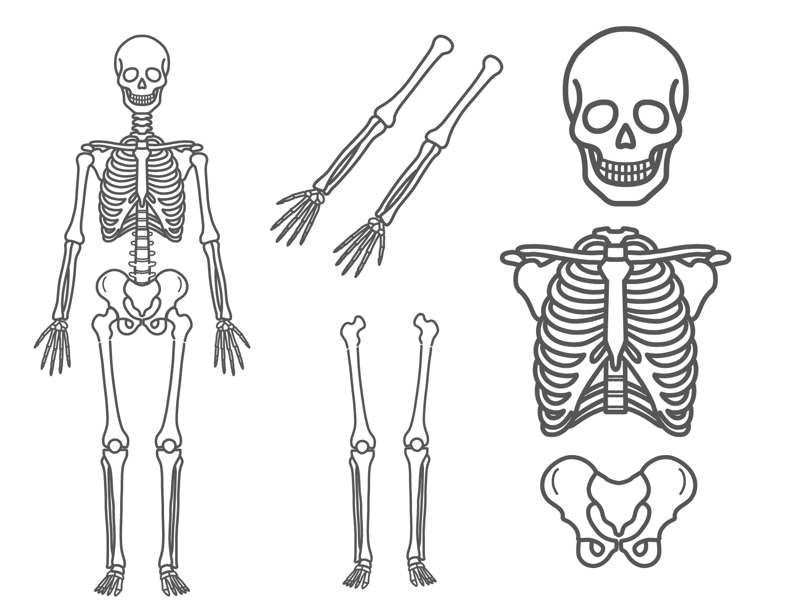 全身骨格、頭蓋骨、肋骨、骨盤、腕、脚の骨格パーツが並んだシンプルな線画イラストセット