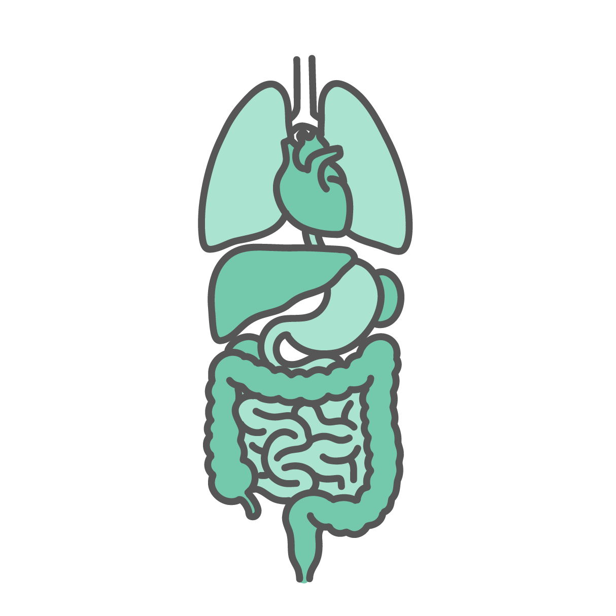 肺、心臓、肝臓、胃、腸など人体の主要な内臓が描かれたイラスト