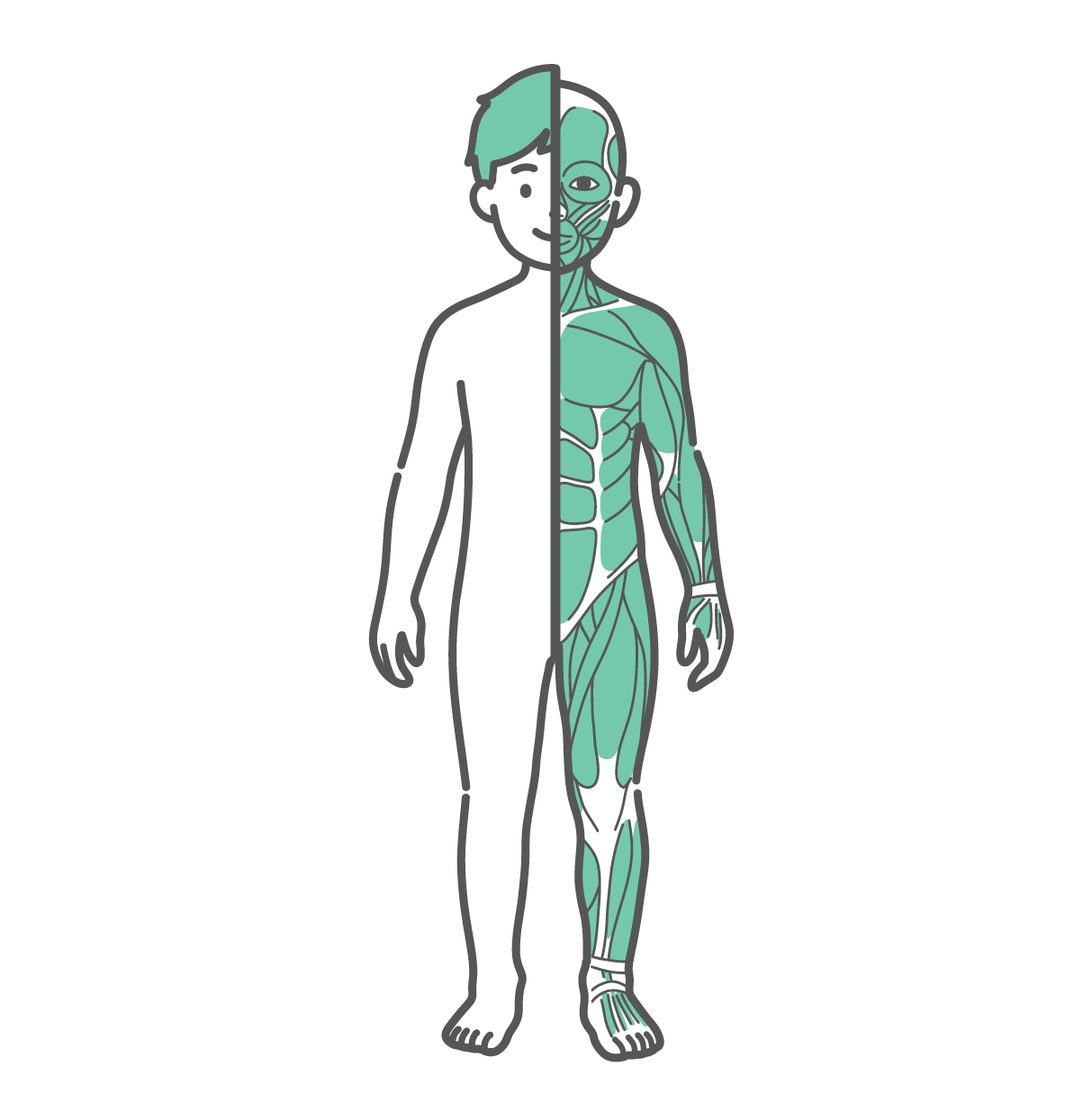 身体の半分が皮膚（外観）、もう半分が筋肉で描かれた男の子（子供）の全身イラスト（正面）