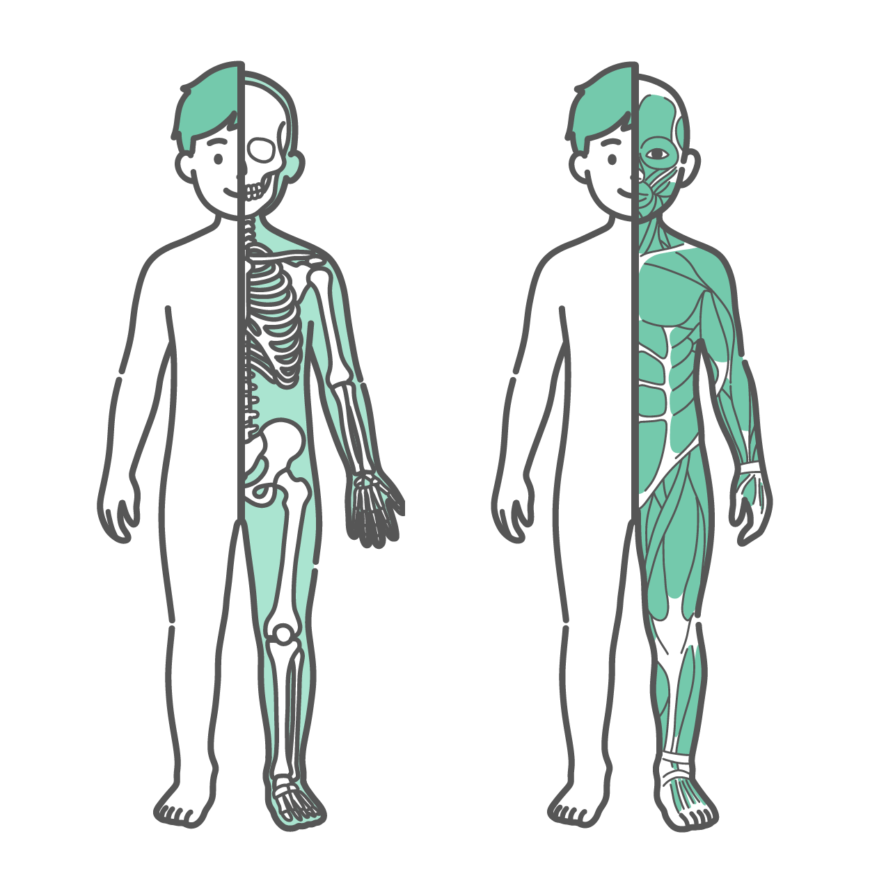 身体の半分が皮膚、もう半分が骨格で描かれた男の子（子供）のイラストと、身体の半分が皮膚、もう半分が筋肉で描かれた男の子（子供）のイラストのセット（正面）