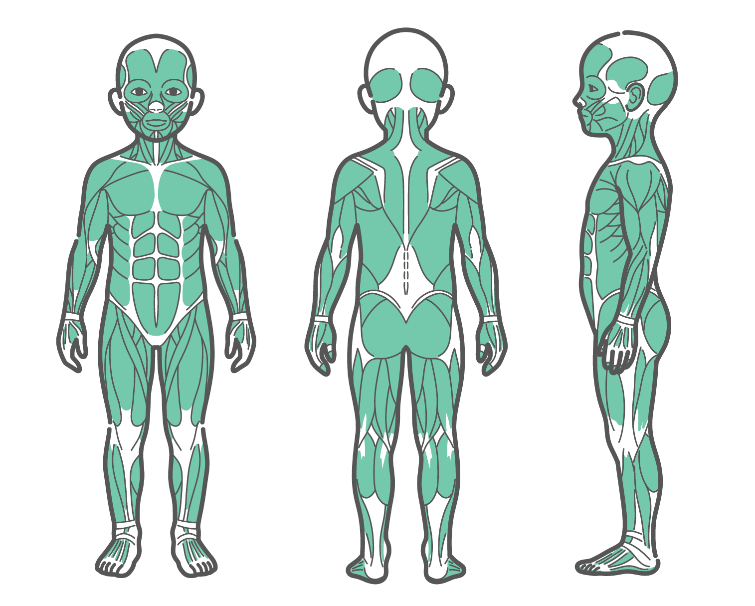 正面、背面、側面の3方向から見た男の子（子供）の全身筋肉図のイラストセット