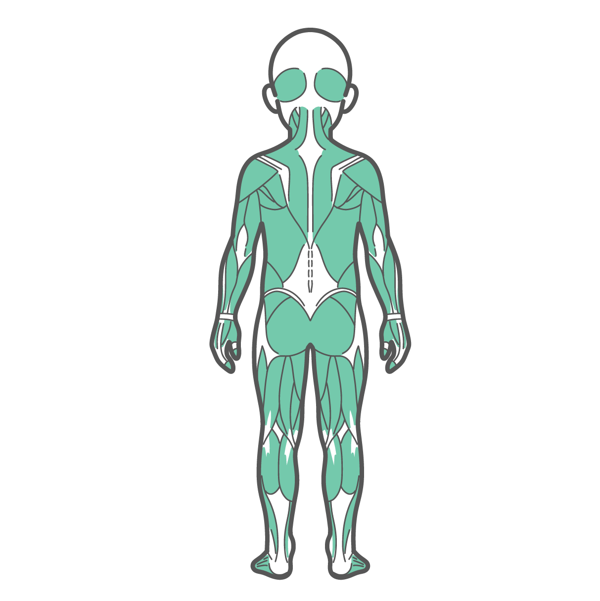 後ろから見た男の子（子供）の全身筋肉図のイラスト