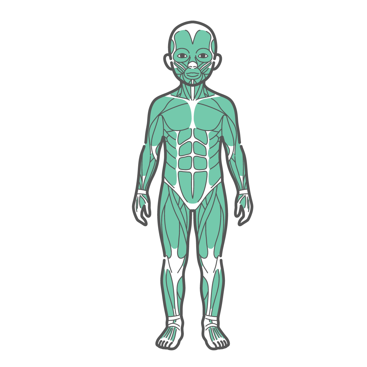 正面から見た男の子（子供）の全身筋肉図のイラスト