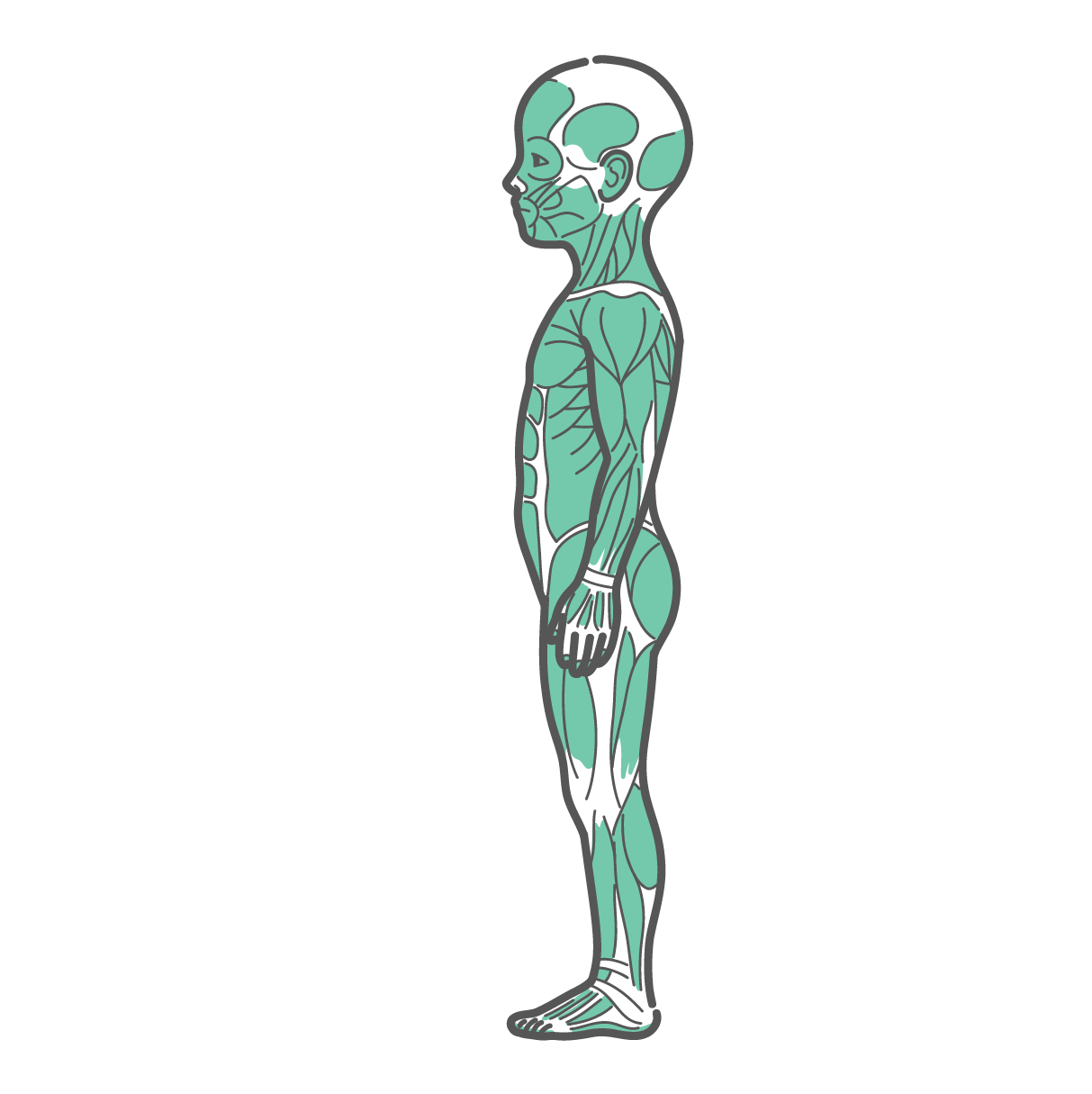 横から見た男の子（子供）の全身筋肉図のイラスト（側面）