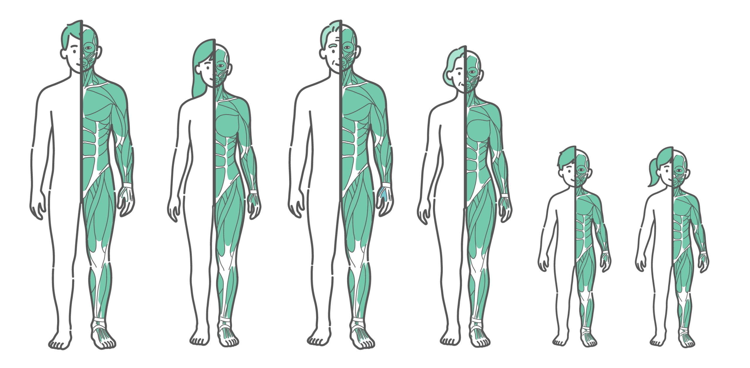 身体の半分が皮膚、もう半分が筋肉で描かれた成人男女、シニア男女、子供男女が並んだイラストセット（正面）