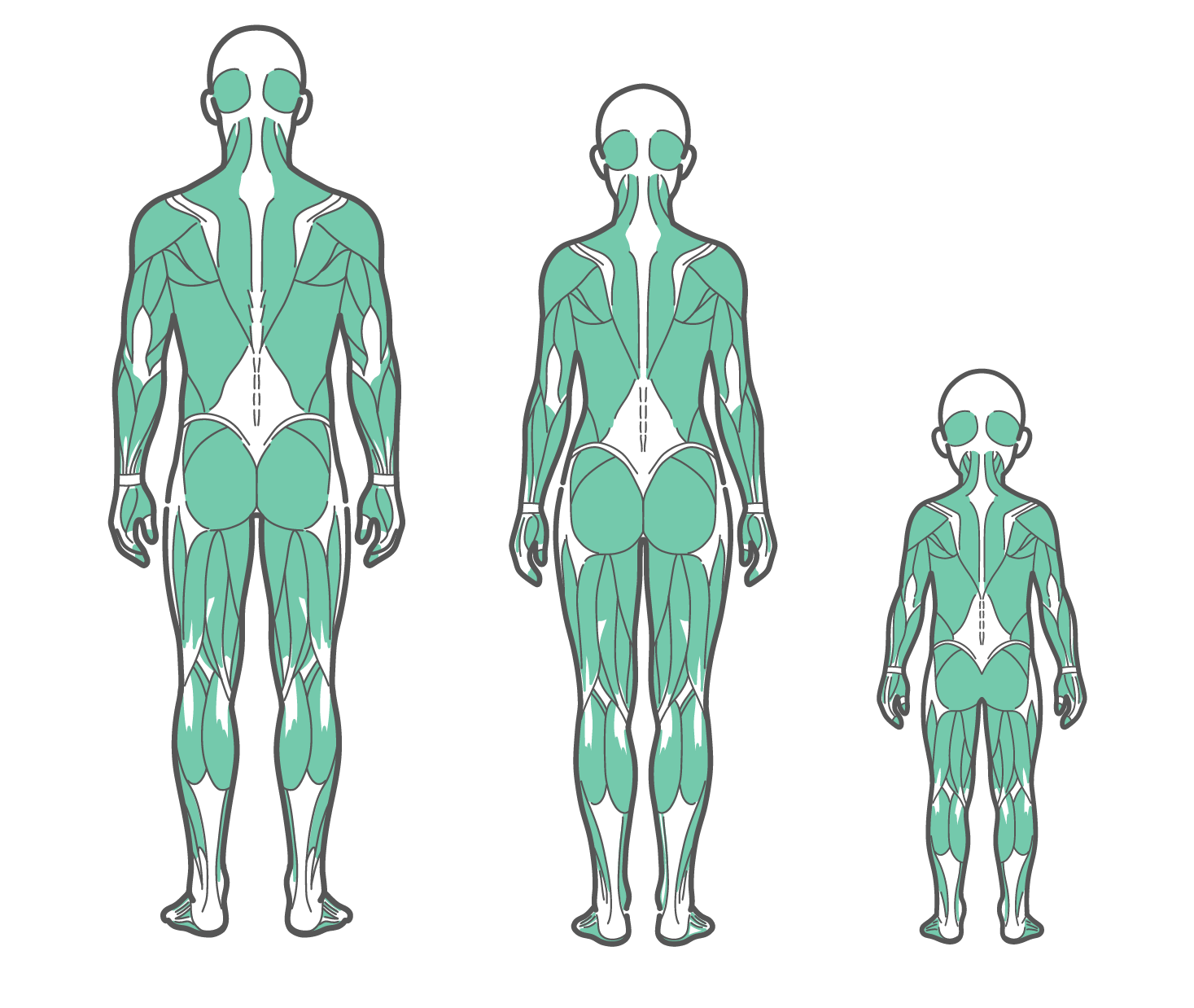 後ろから見た男性、女性、子供の全身筋肉図が並んだイラストセット（背面）