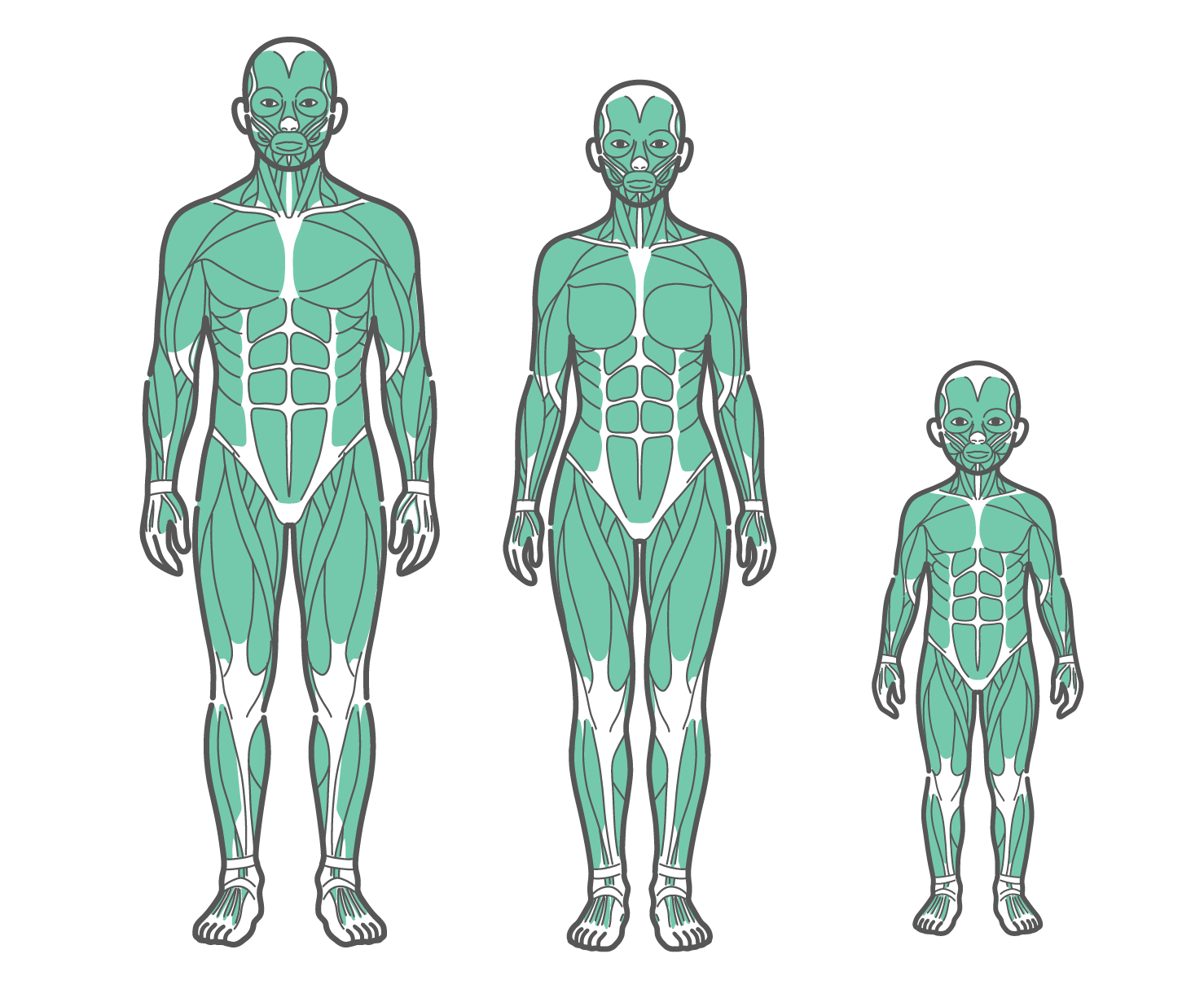 正面から見た男性、女性、子供の全身筋肉図が並んだイラストセット