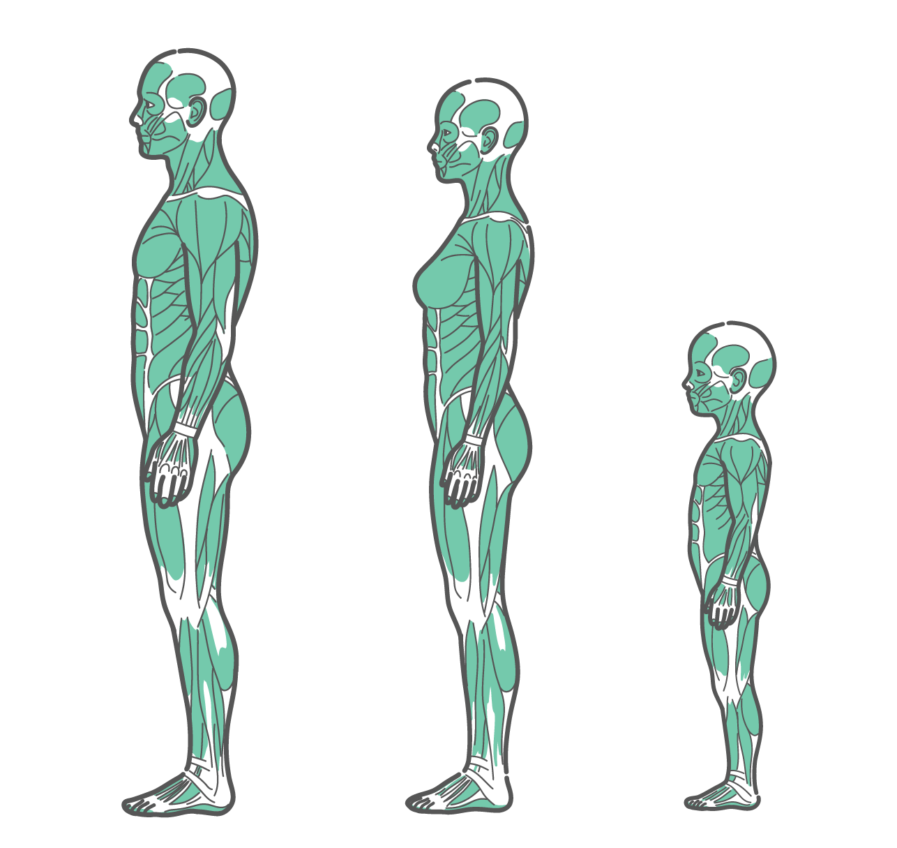 横から見た男性、女性、子供の全身筋肉図が並んだイラストセット（側面）