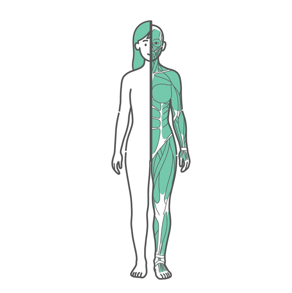 身体の半分が皮膚（外観）、もう半分が筋肉で描かれた女性の全身イラスト（正面）