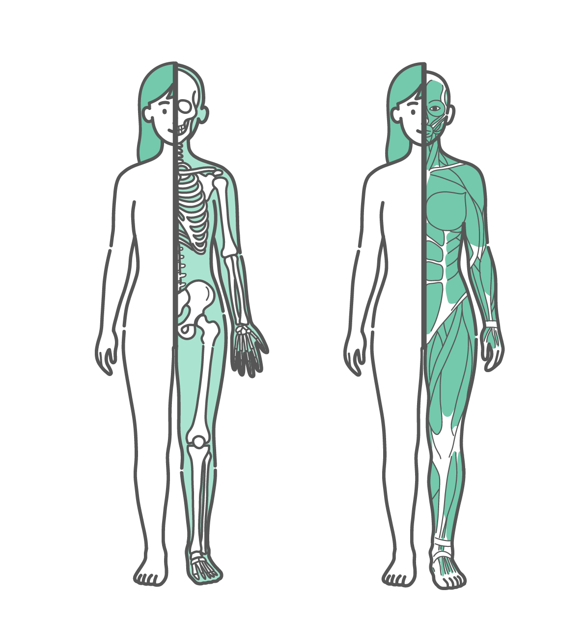 身体の半分が皮膚、もう半分が骨格で描かれた女性のイラストと、身体の半分が皮膚、もう半分が筋肉で描かれた女性のイラストのセット（正面）