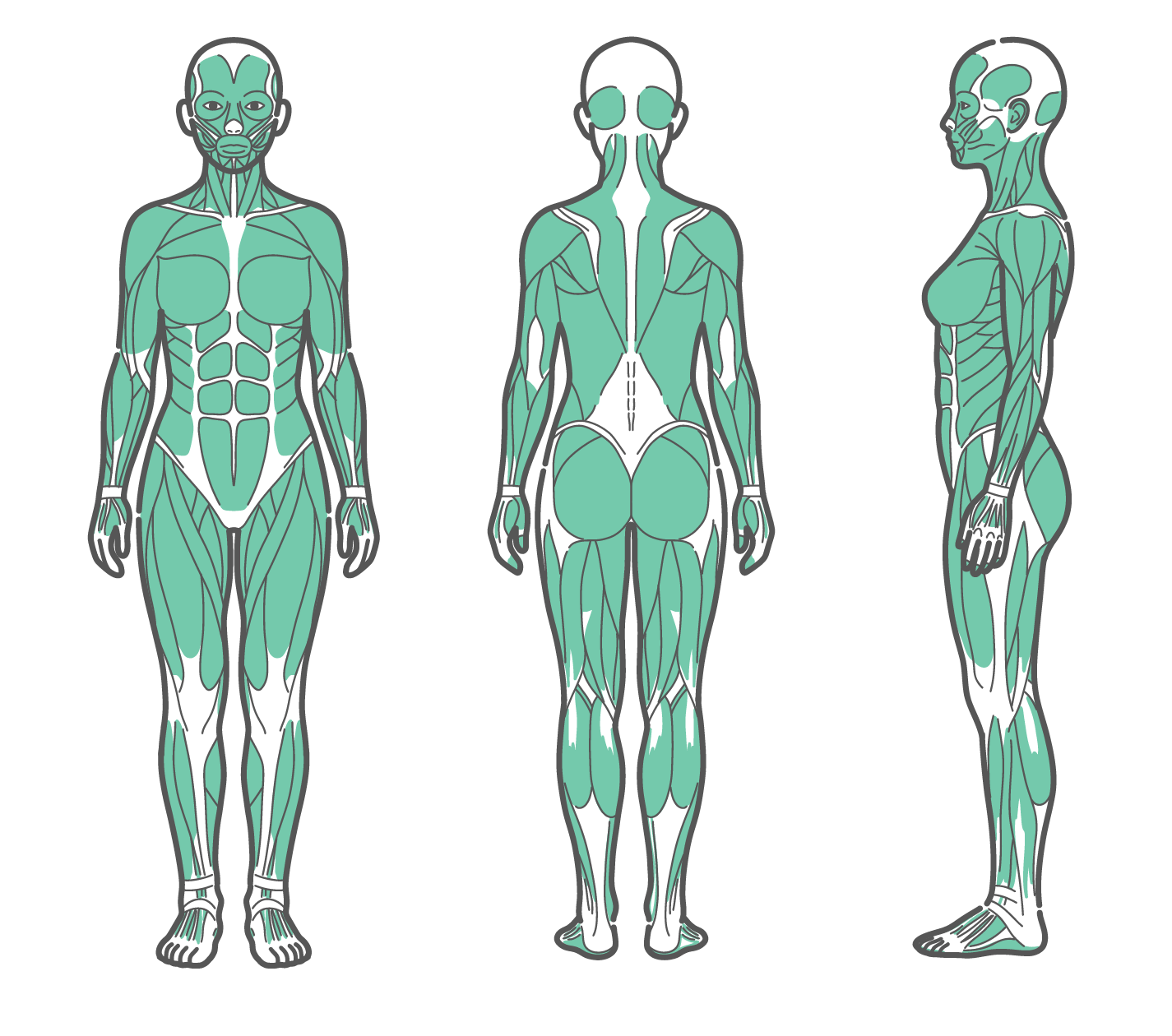 正面、背面、側面の3方向から見た女性の全身筋肉図のイラストセット