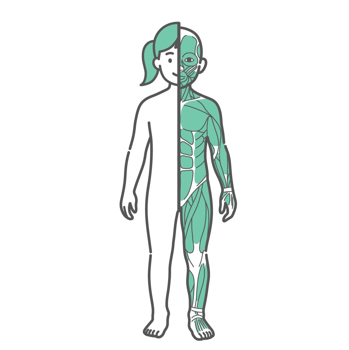 身体の半分が皮膚（外観）、もう半分が筋肉で描かれた女の子（子供）の全身イラスト（正面）