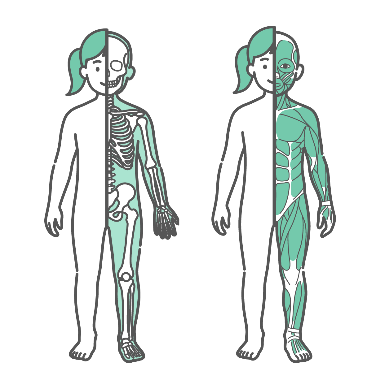 身体の半分が皮膚、もう半分が骨格で描かれた女の子（子供）のイラストと、身体の半分が皮膚、もう半分が筋肉で描かれた女の子（子供）のイラストのセット（正面）