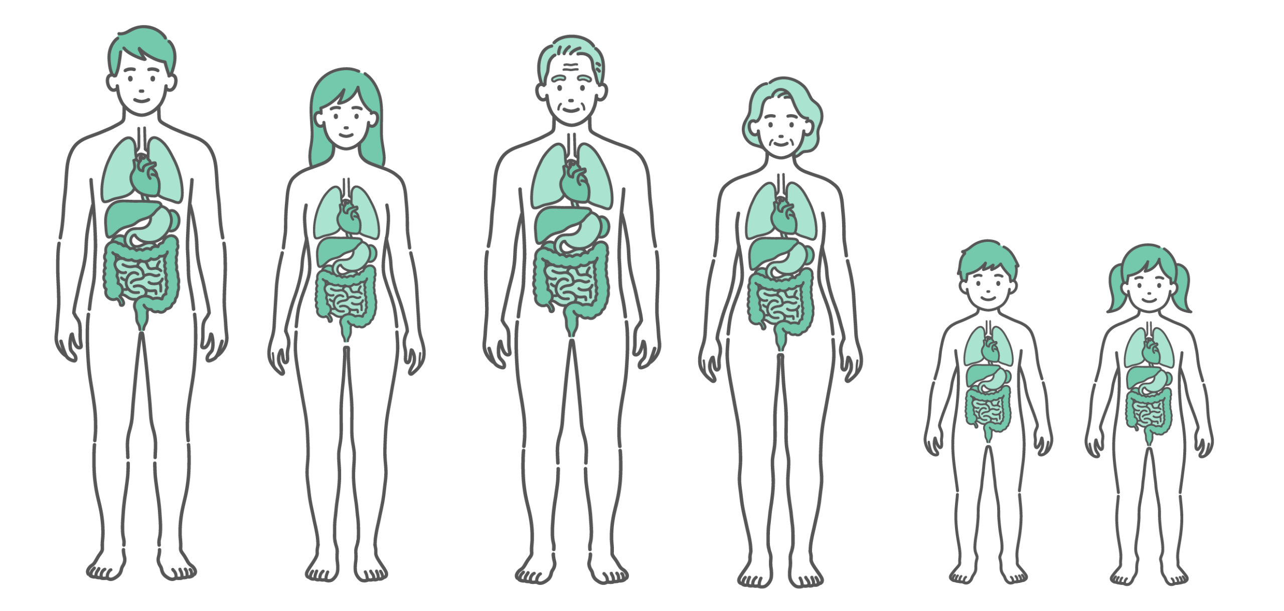 主要な内臓が描かれた、男性、女性、シニア男女、子供の男女の全世代が並んだ人体図・全身モデルのイラストセット（正面）