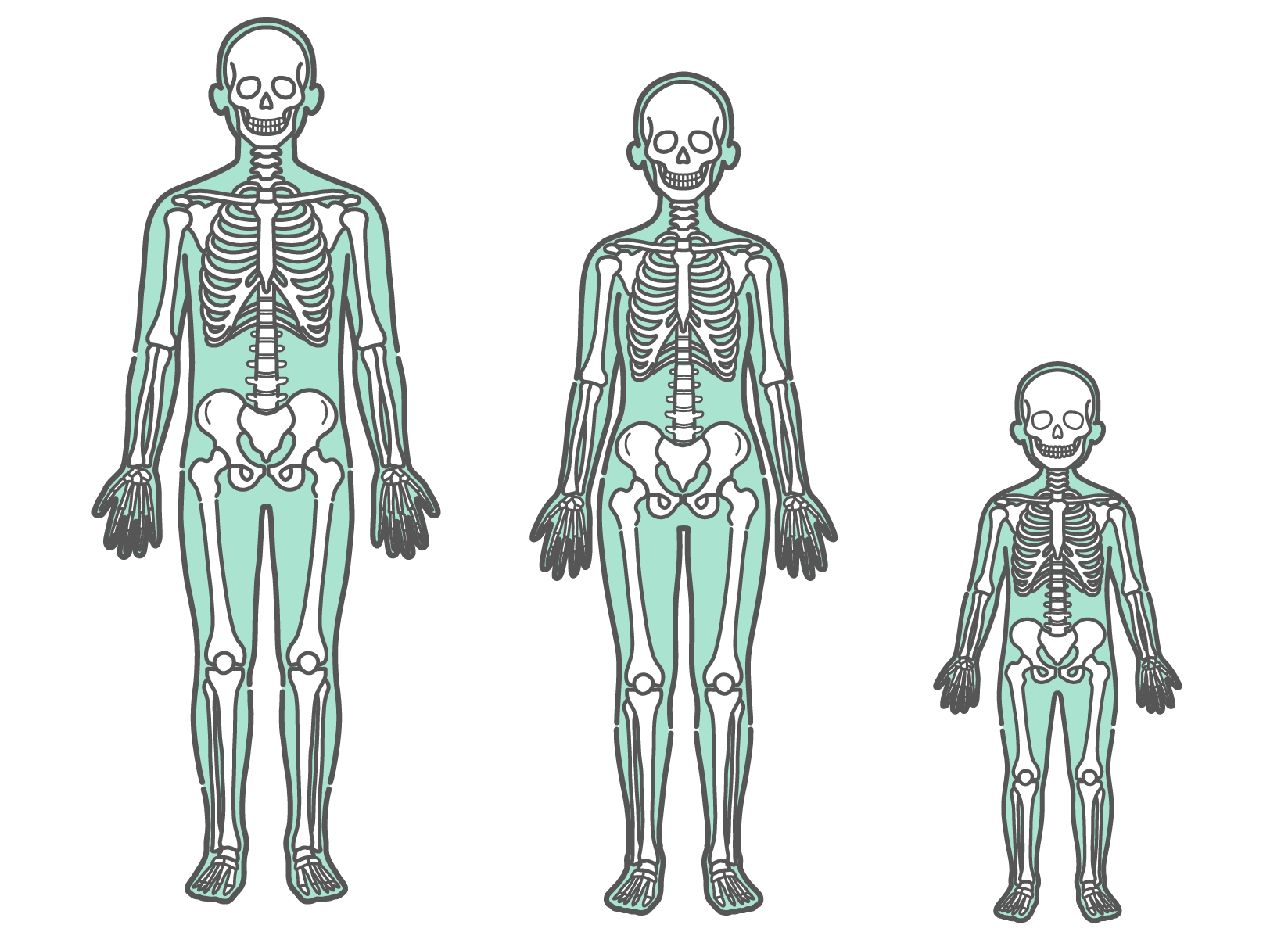 全身の骨格が透けて描かれた、男性・女性・子供が並ぶ人体図モデルのイラストセット（正面）