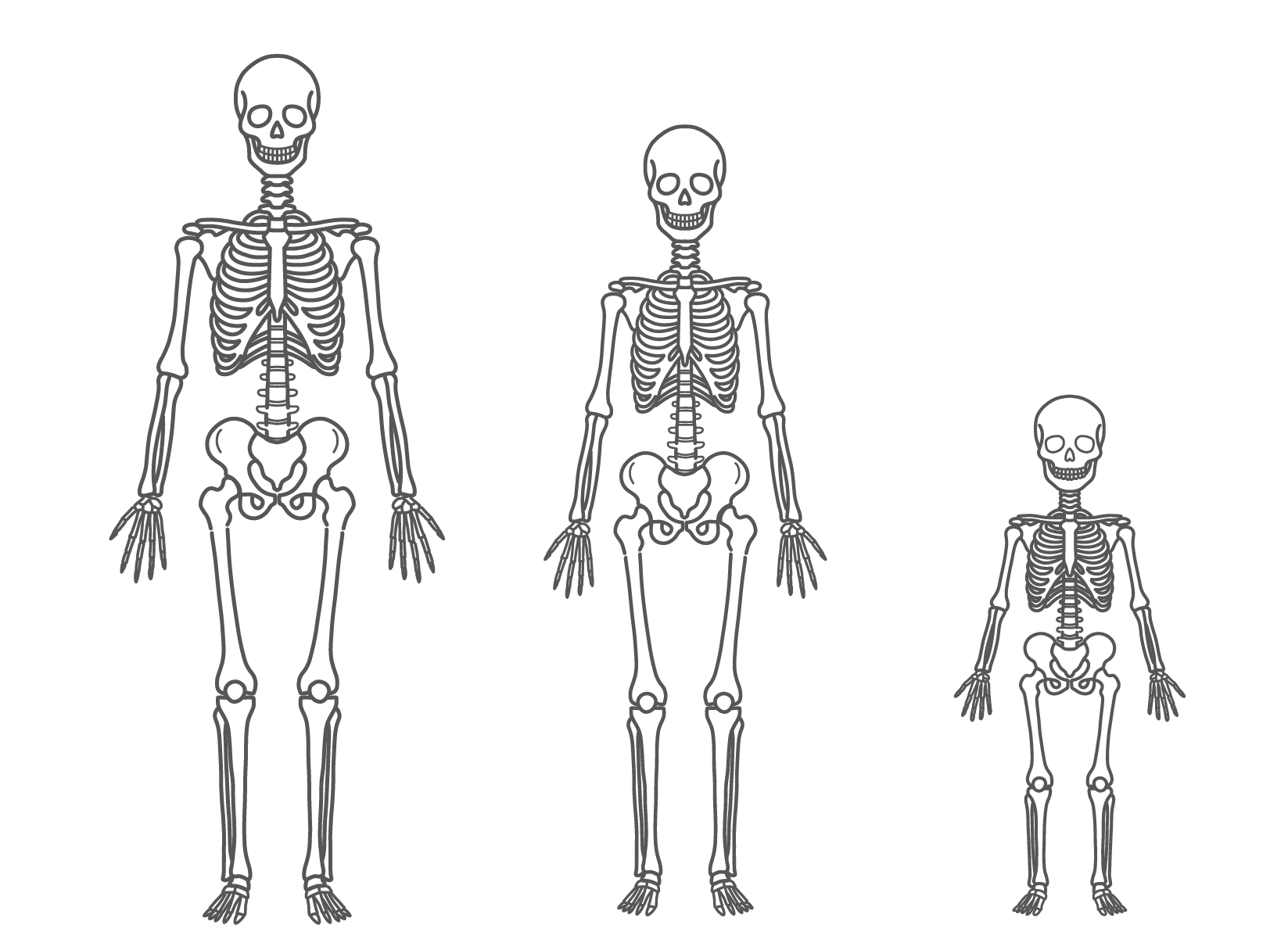 全身の骨格が描かれた、男性・女性・子供が並ぶ人体図モデルのイラストセット（正面）