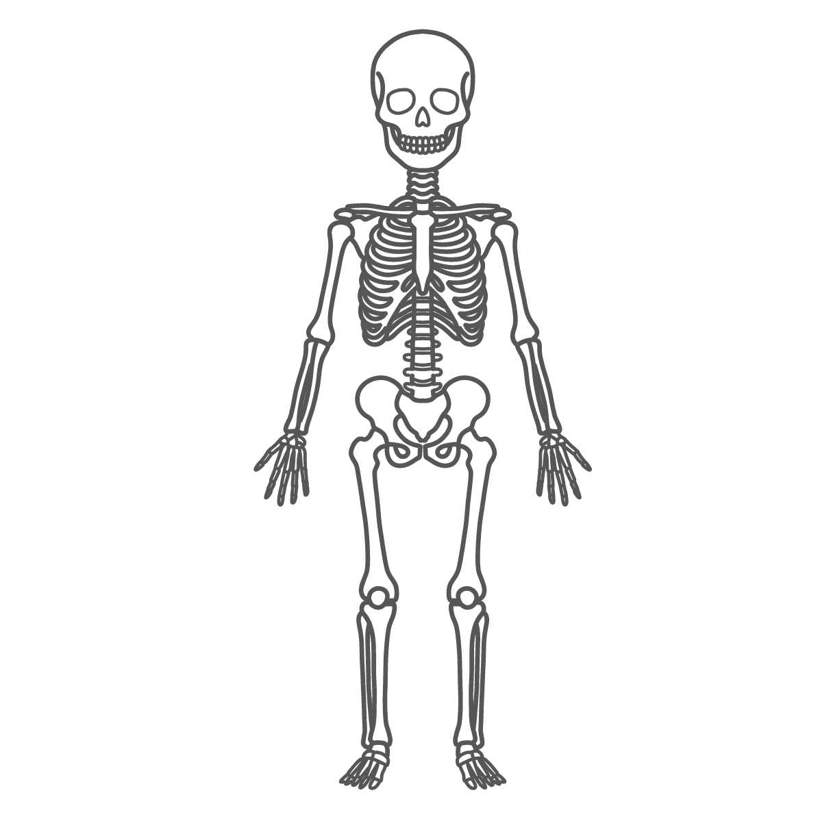 子供の全身の骨格が描かれた人体図・モデルイラスト（正面）