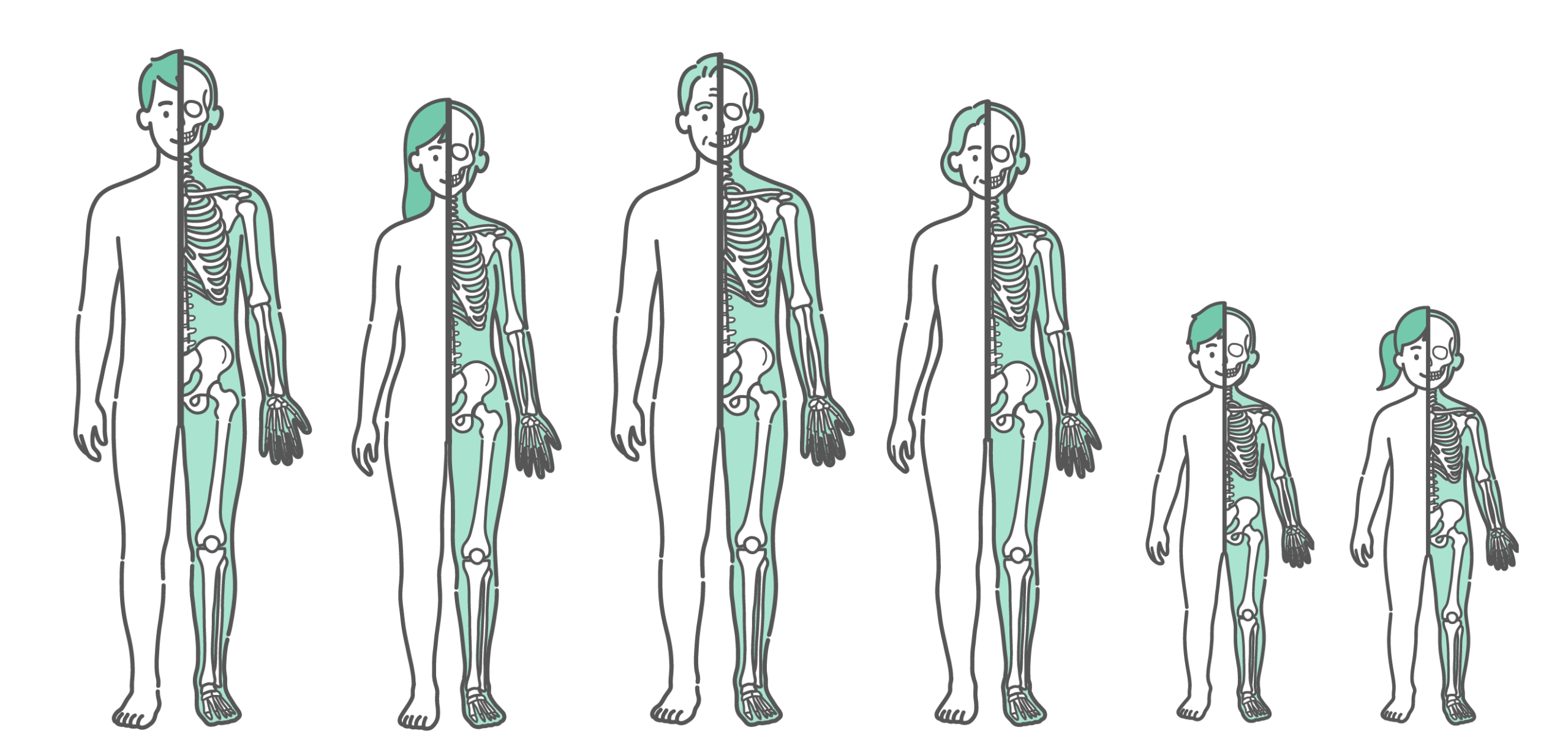 半分が表面のシルエット、もう半分が骨格で描かれた、男性、女性、シニア男女、子供の男女の全世代が並んだ人体図・全身モデルのイラストセット（正面）