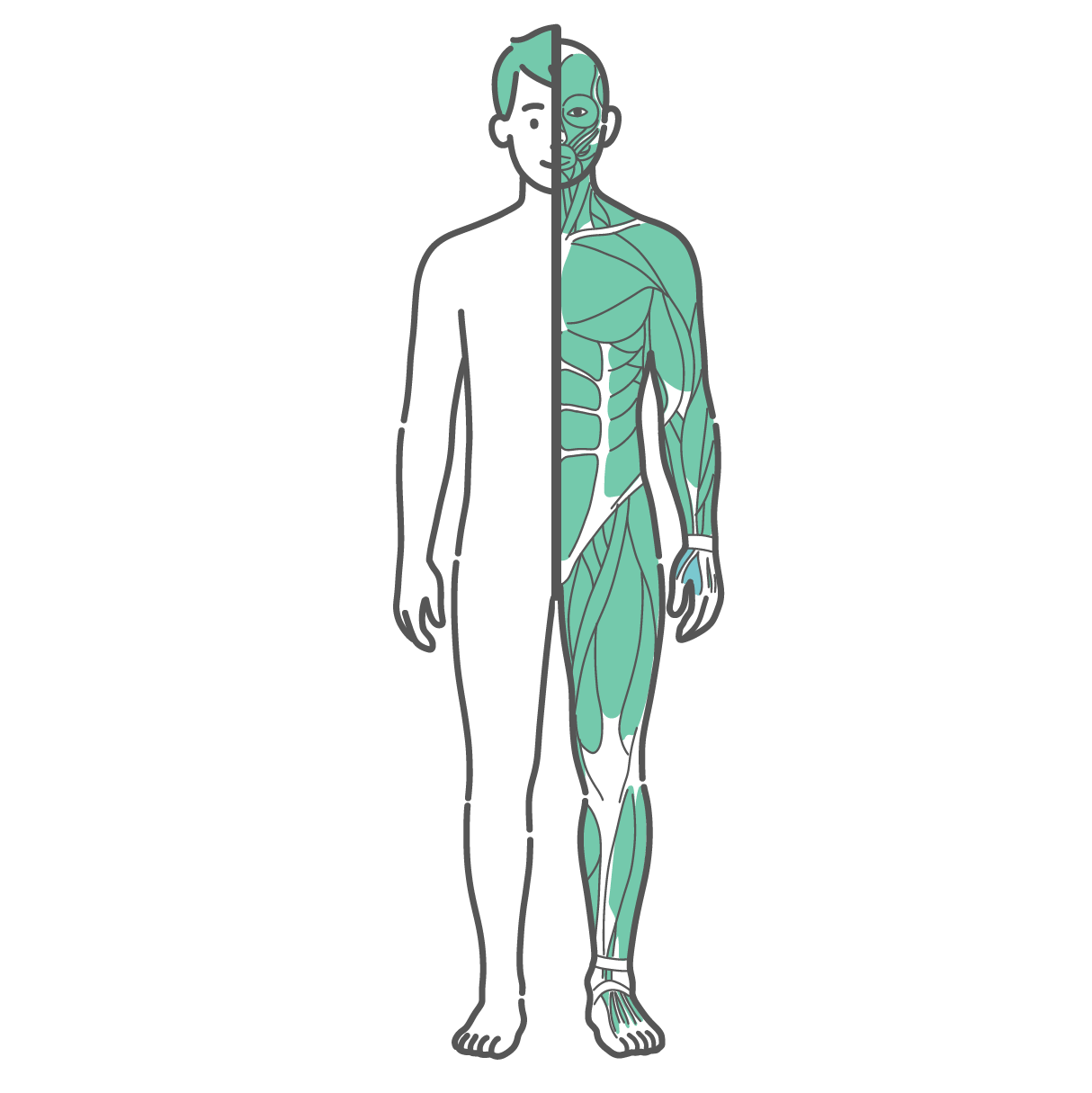 右半分が皮膚（外観）、左半分が筋肉で描かれた男性の全身イラスト（正面）