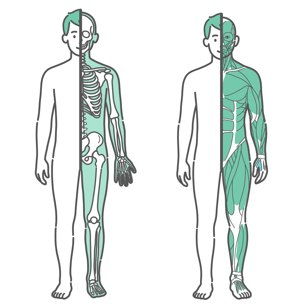 左半分が皮膚、右半分が骨格で描かれた男性のイラストと、右半分が筋肉で描かれた男性のイラストのセット（正面）