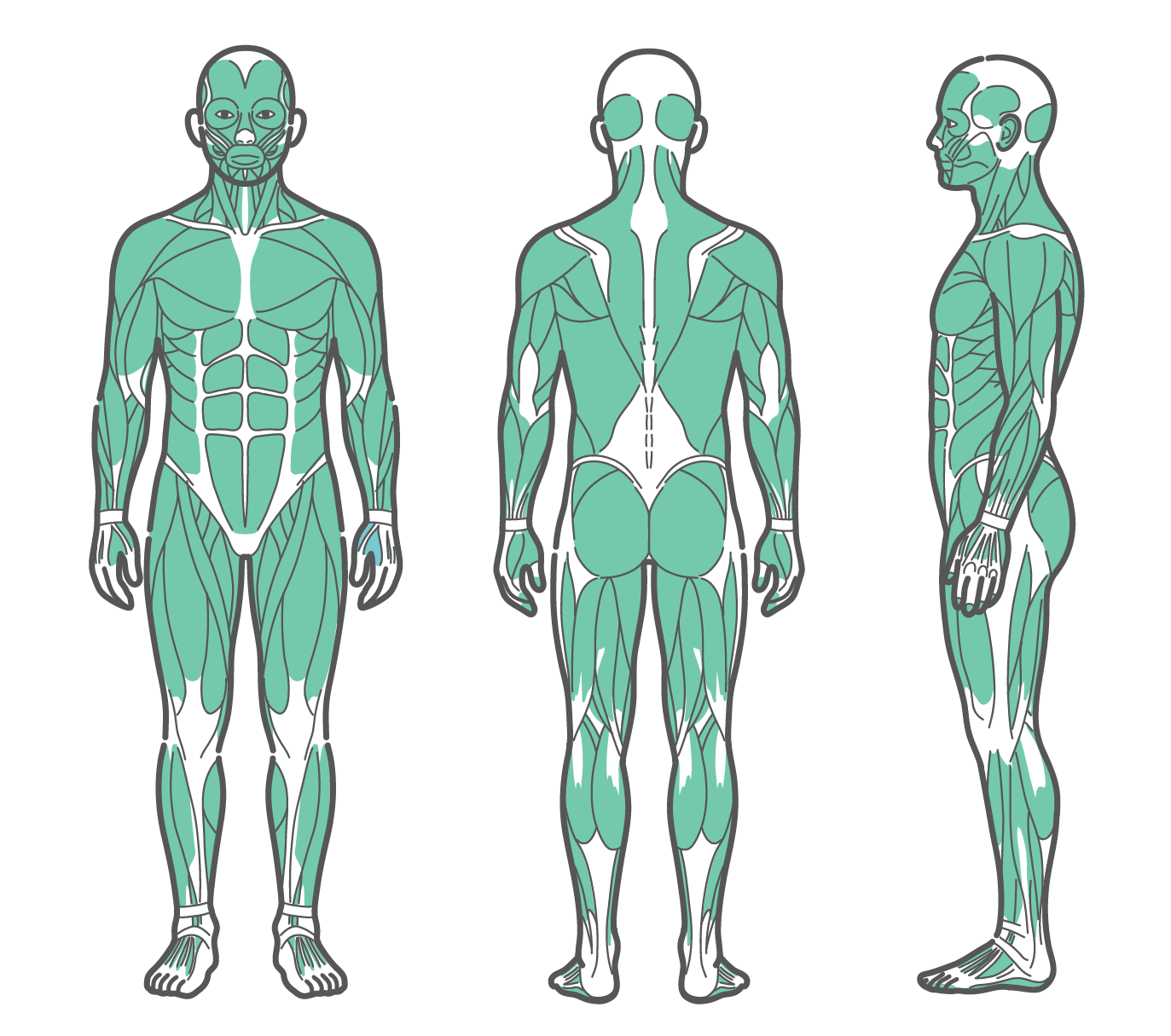 正面、背面、側面の3方向から見た男性の全身筋肉図のイラストセット