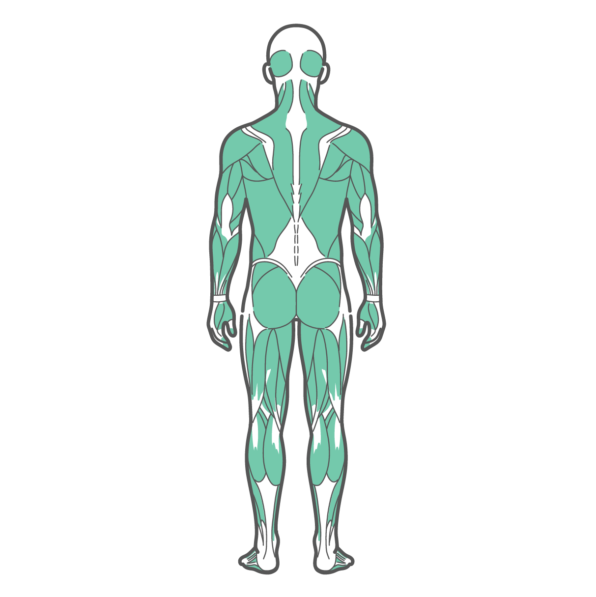 後ろから見た男性の全身筋肉図のイラスト