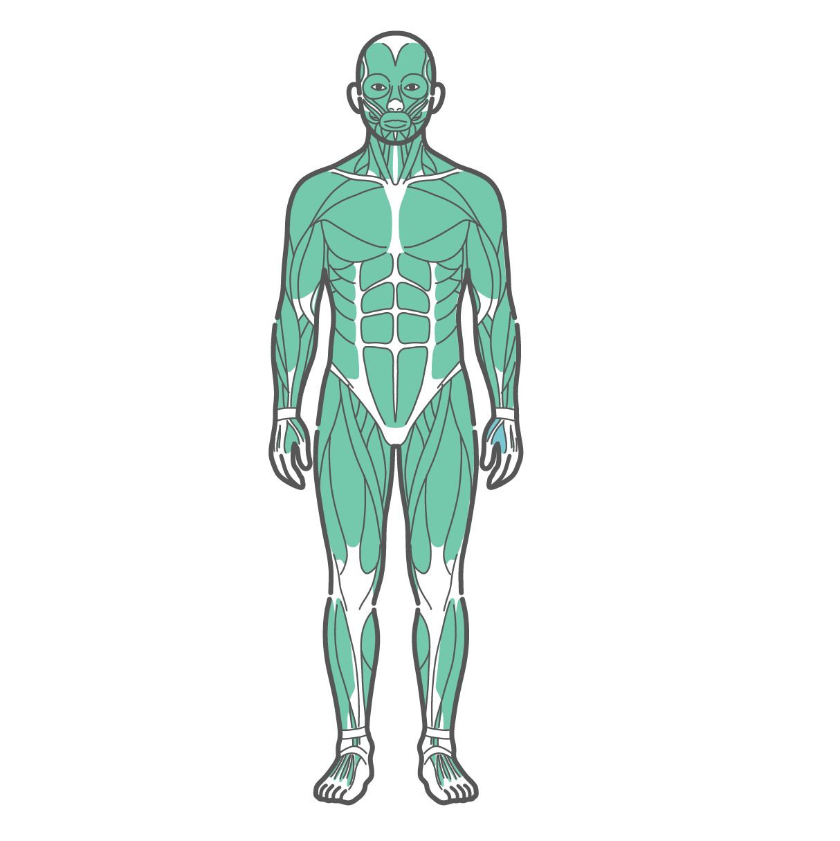 正面から見た男性の全身筋肉図のイラスト