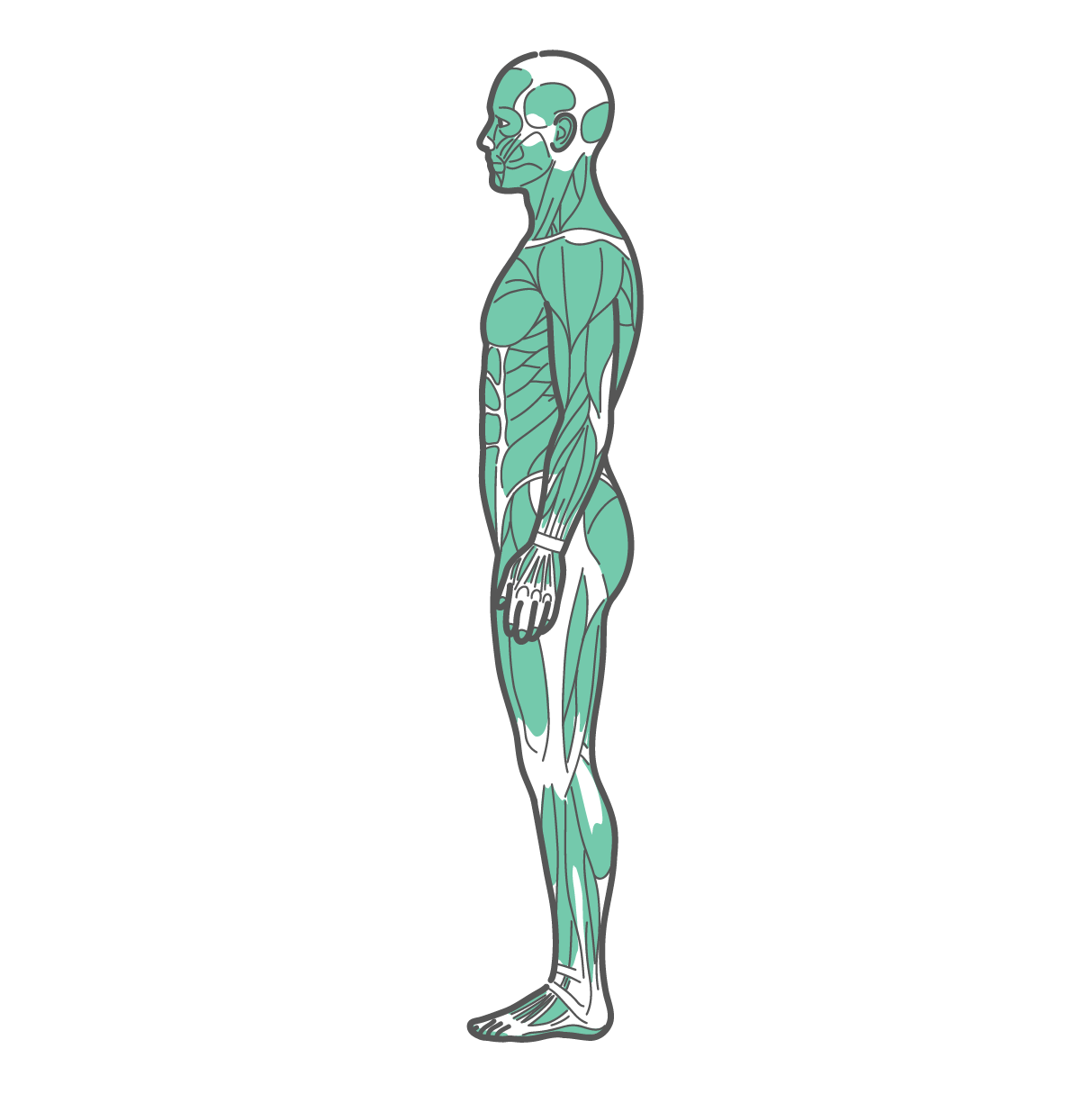 横から見た男性の全身筋肉図のイラスト（側面）