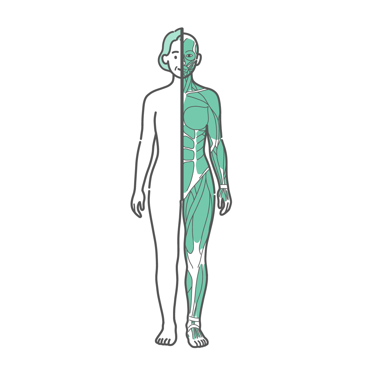 身体の半分が皮膚（外観）、もう半分が筋肉で描かれたシニア女性の全身イラスト（正面）